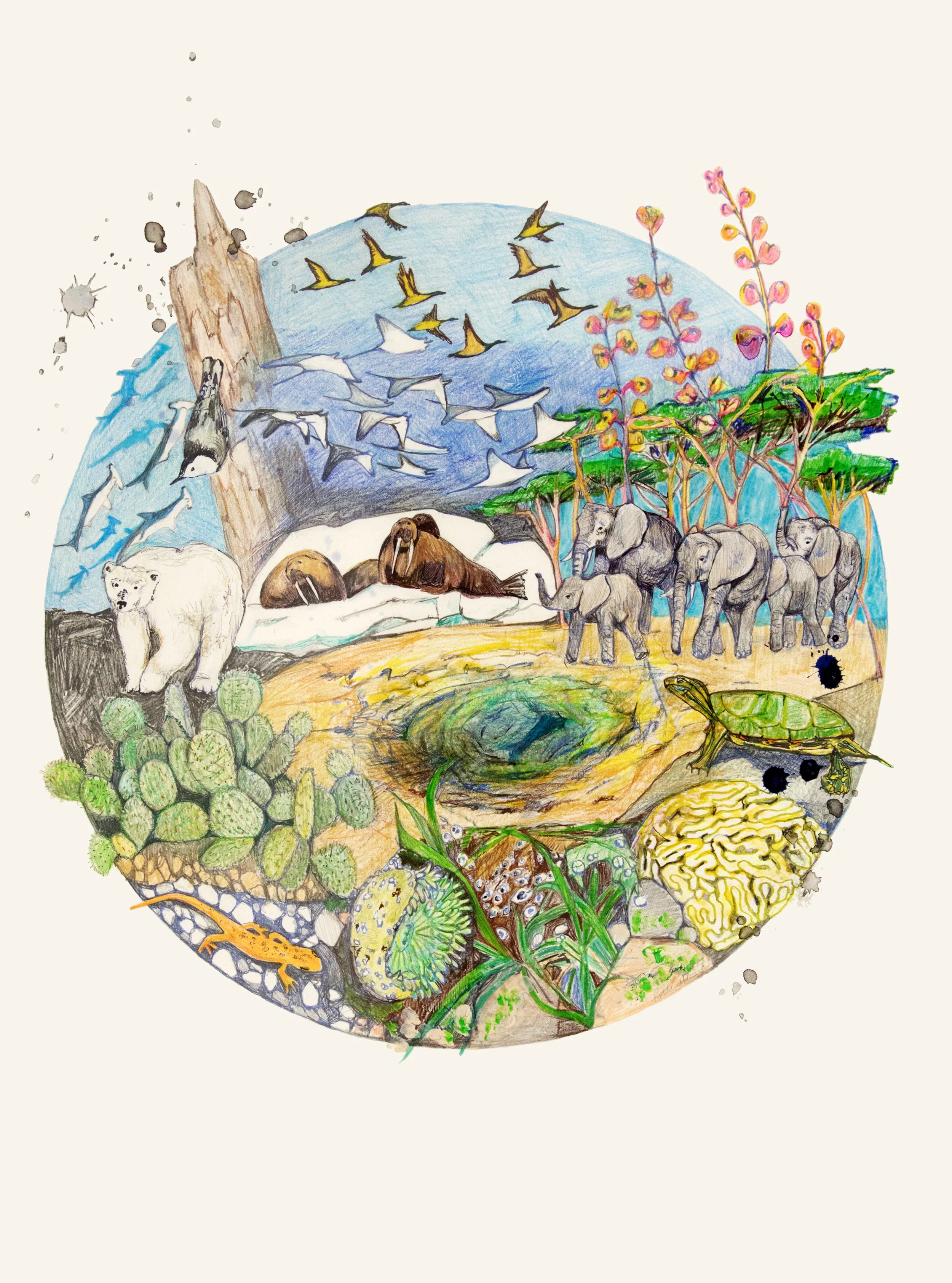Biosphere-4, colored pencil, graphite, ink on Stonehenge, 33 x 25 inches each, 2017