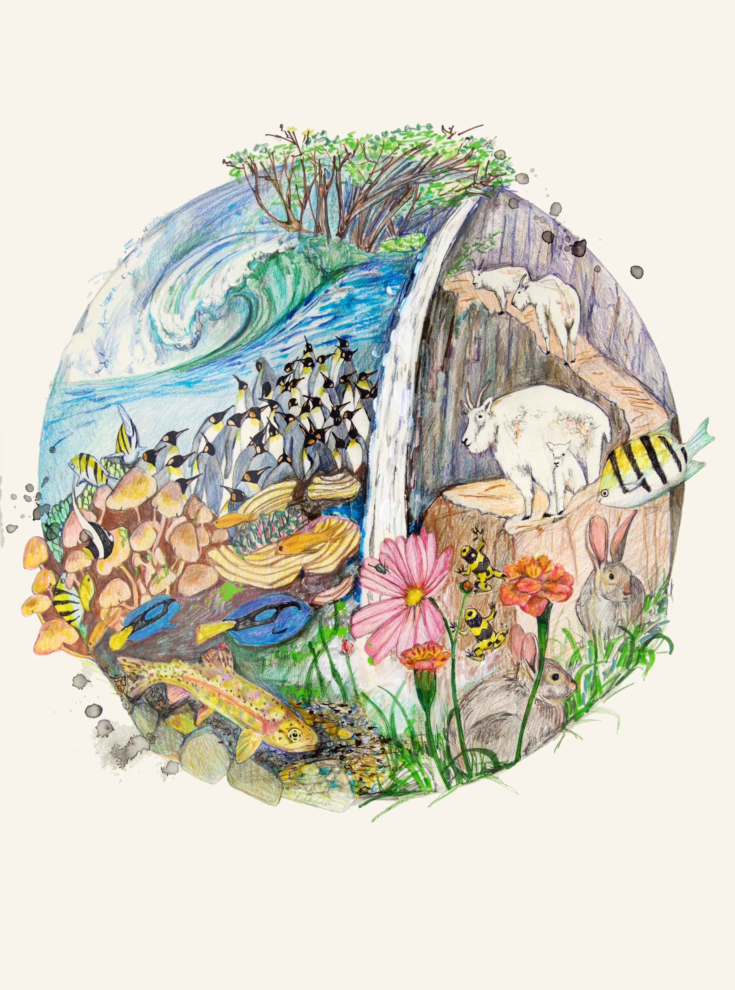Biosphere-6, colored pencil, graphite, ink on Stonehenge, 33 x 25 inches each, 2017