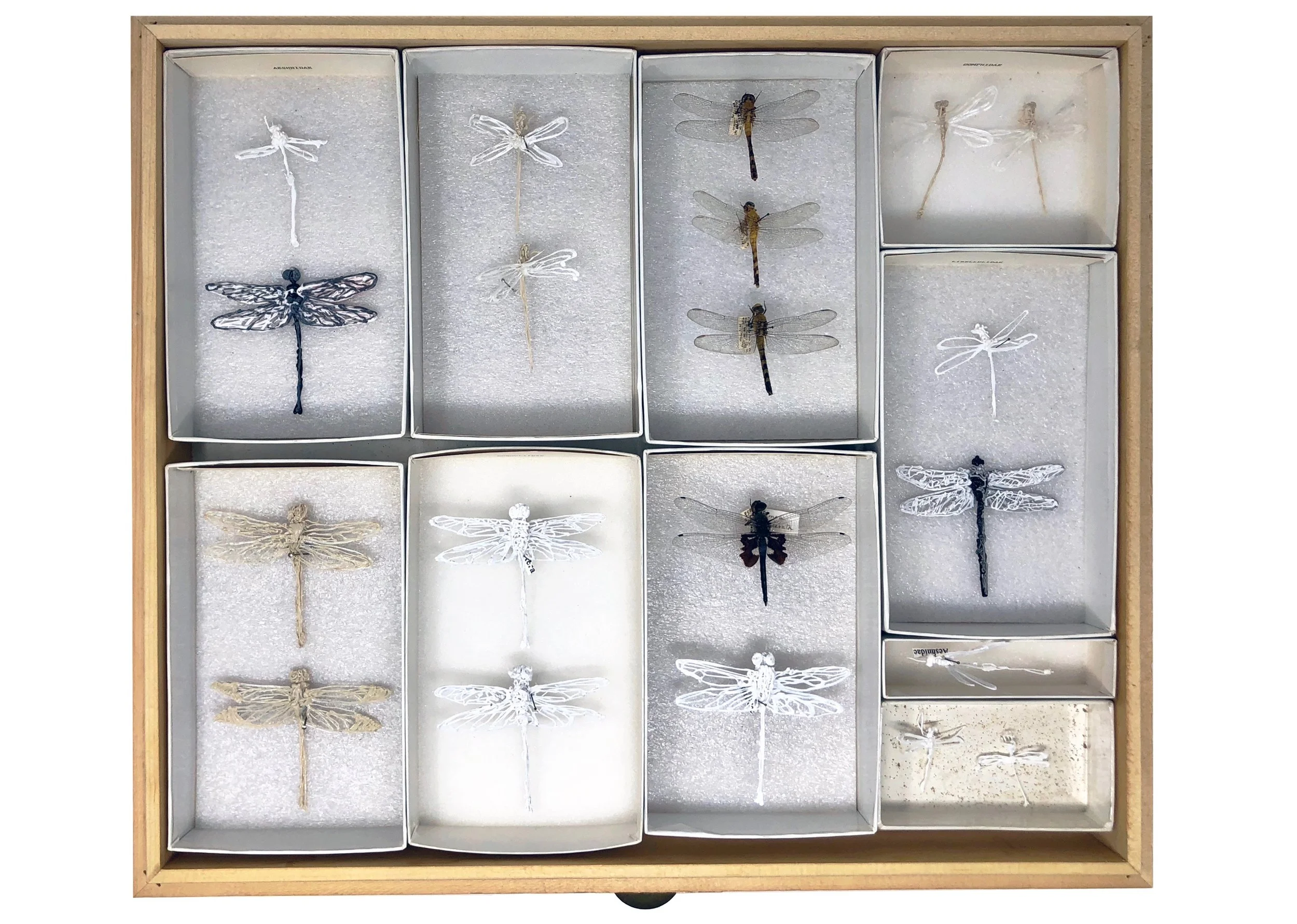 Insect Chart-2, 3D-printed plastic, steel pins, paper labels with ink, 12 x 17.75 x 2.5 inches, 2018