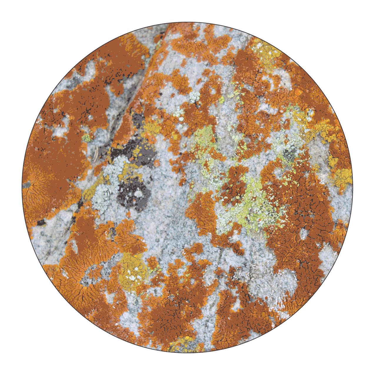 Planets-lichen4.gif