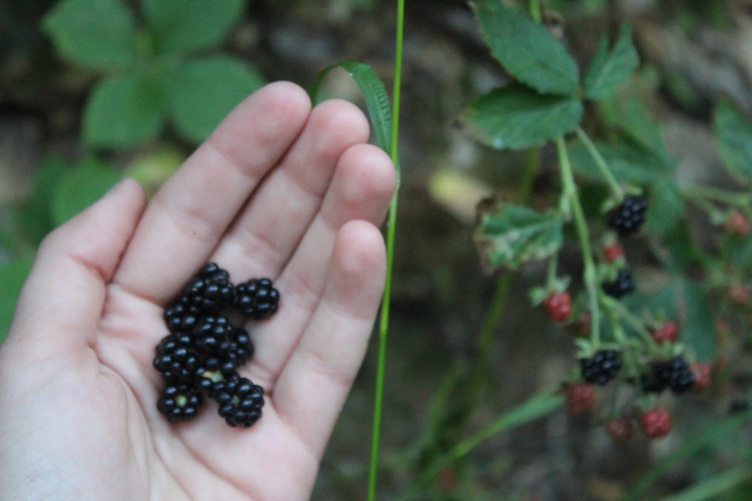 Foraging for fruits on hike. PC: Richelle Gribble