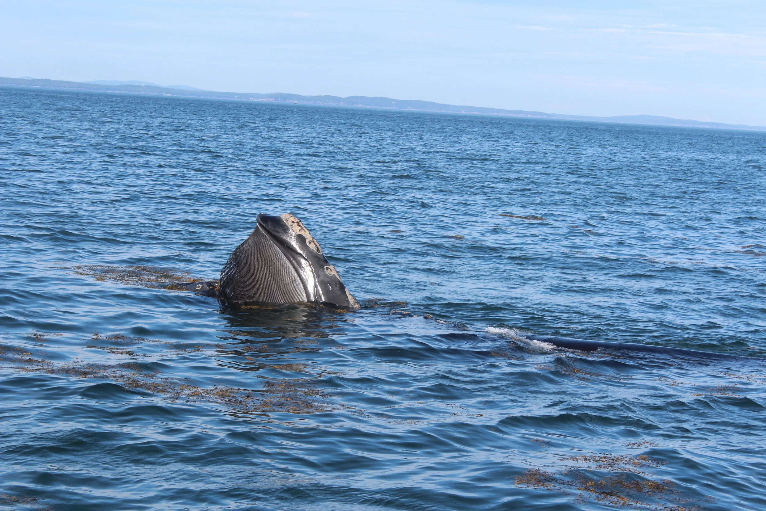 Endangered Right Whale, only 250 remain. PC: Richelle Gribble