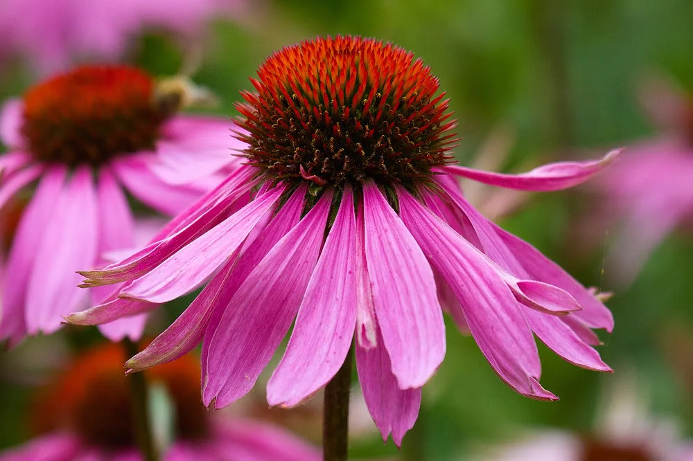 echinacea.jpg