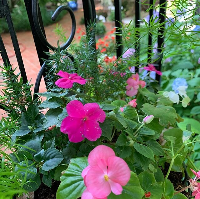 #flowerpower🌸 a little TLC and a lot of rain.. #gardenlife