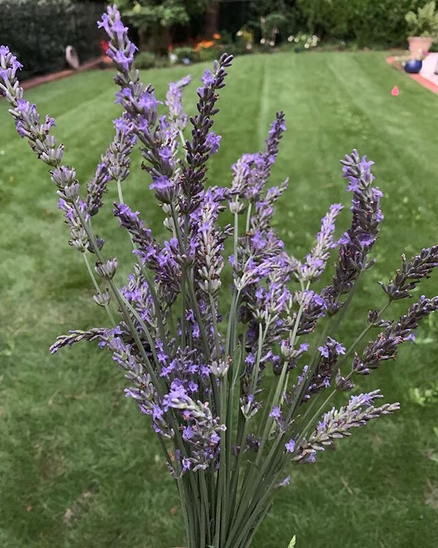 Lavender love .. #firstharvestbouquet #plantedtwoyearsago #smellsamazing