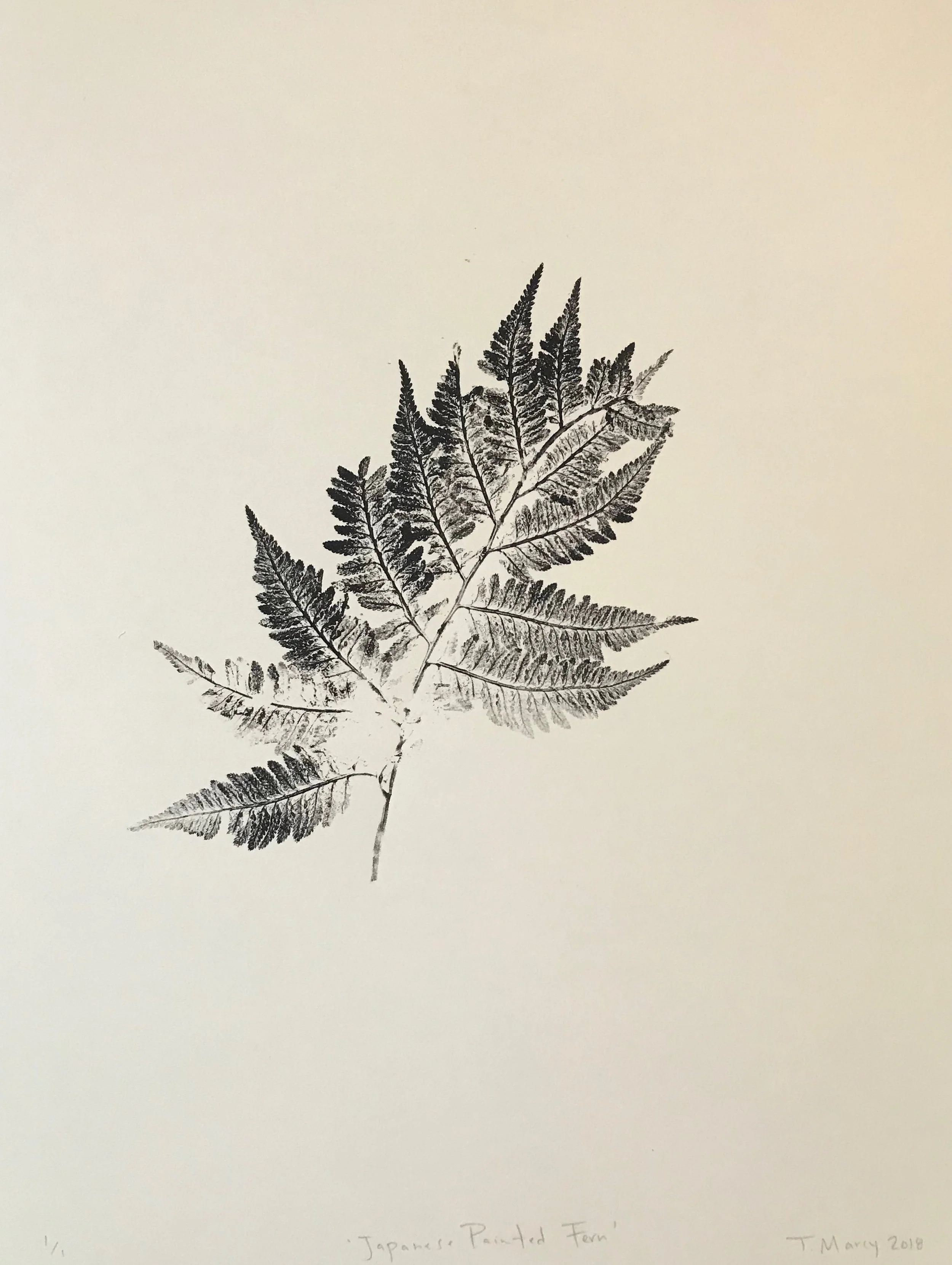 Japanese Painted Fern