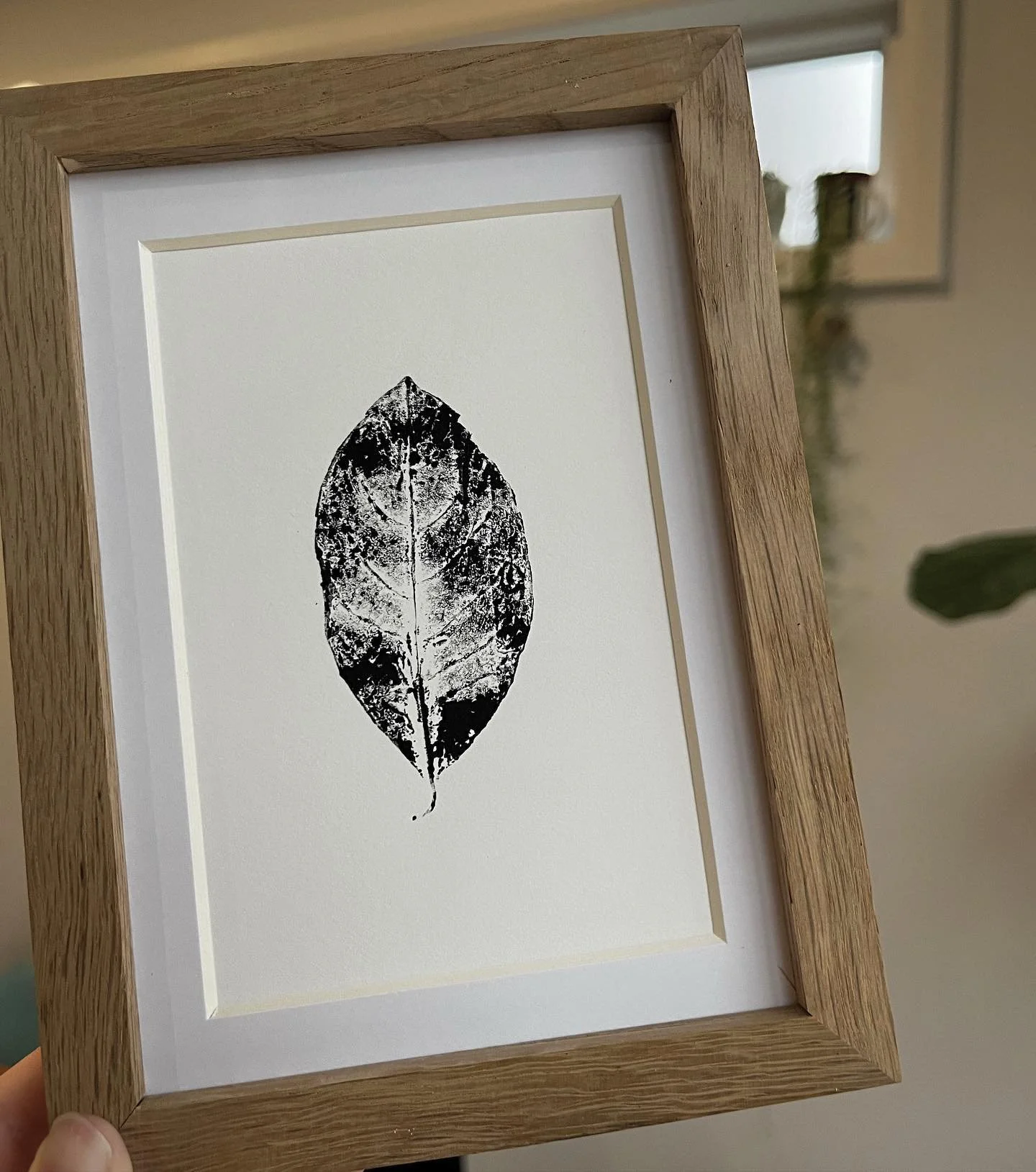 The Pawpaw tree! This unique and rare Carolinian species features large edible berries.  Friends of mine have Pawpaw trees on their property so they hooked me up with the leaves and I was excited to get to print some of these this fall! 

#pawpaw #pa