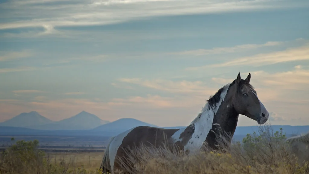 horse.jpg