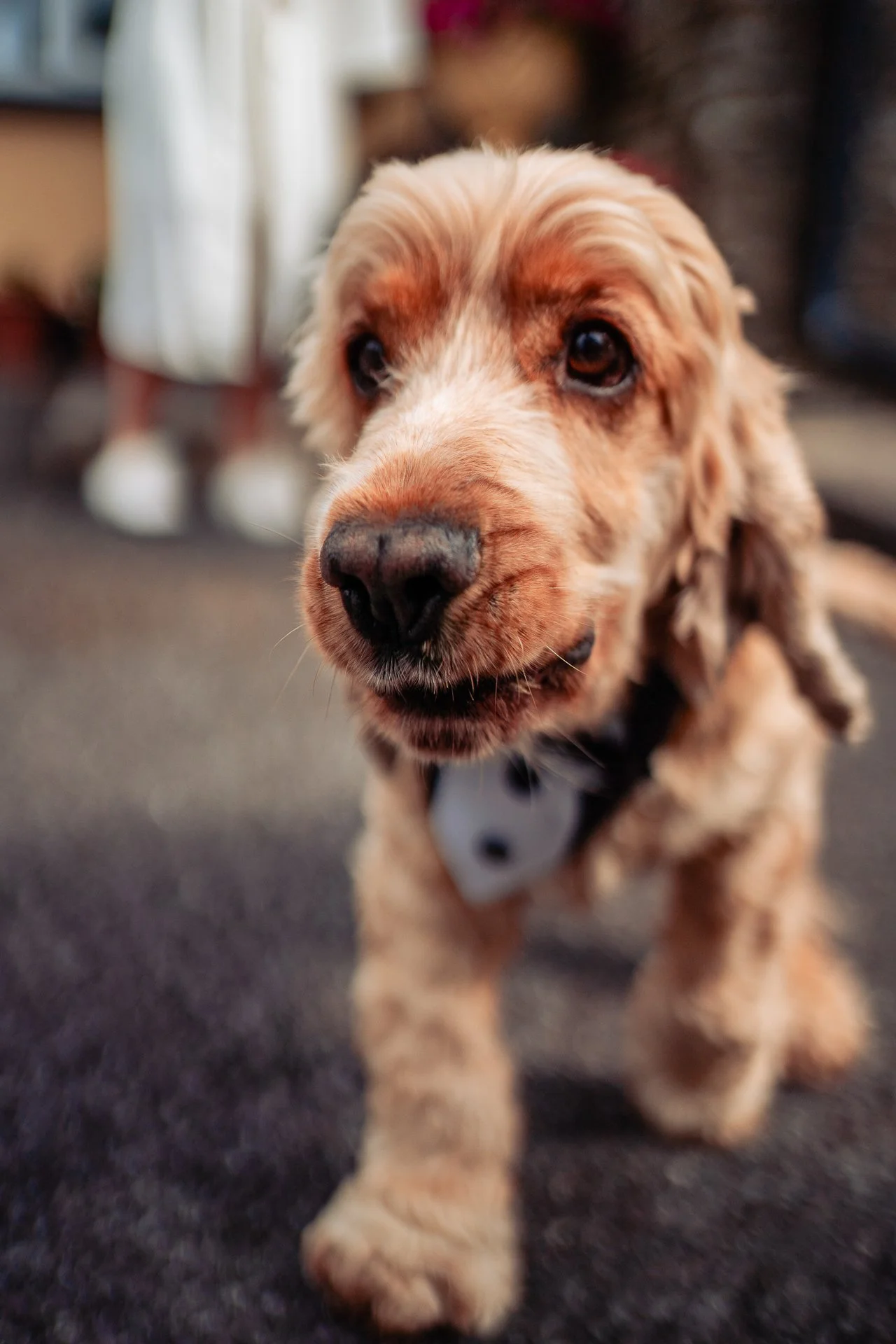 Fernhill House Hotel Wedding Photography Cork-1001.JPG