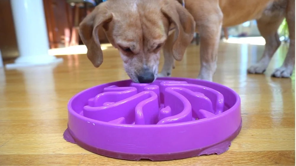 Are Slow Feeders Bad For Dogs