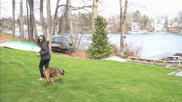 How to Use a Long Leash