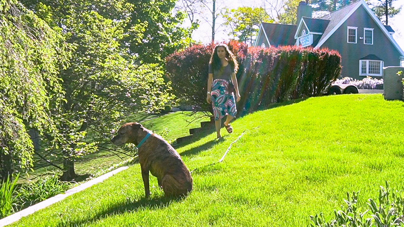 Outdoor Stay Dog Training
