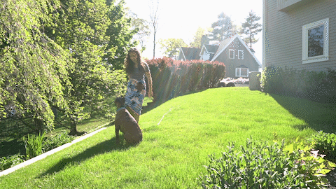 How to Turn Away from Dog in Stay Training.gif