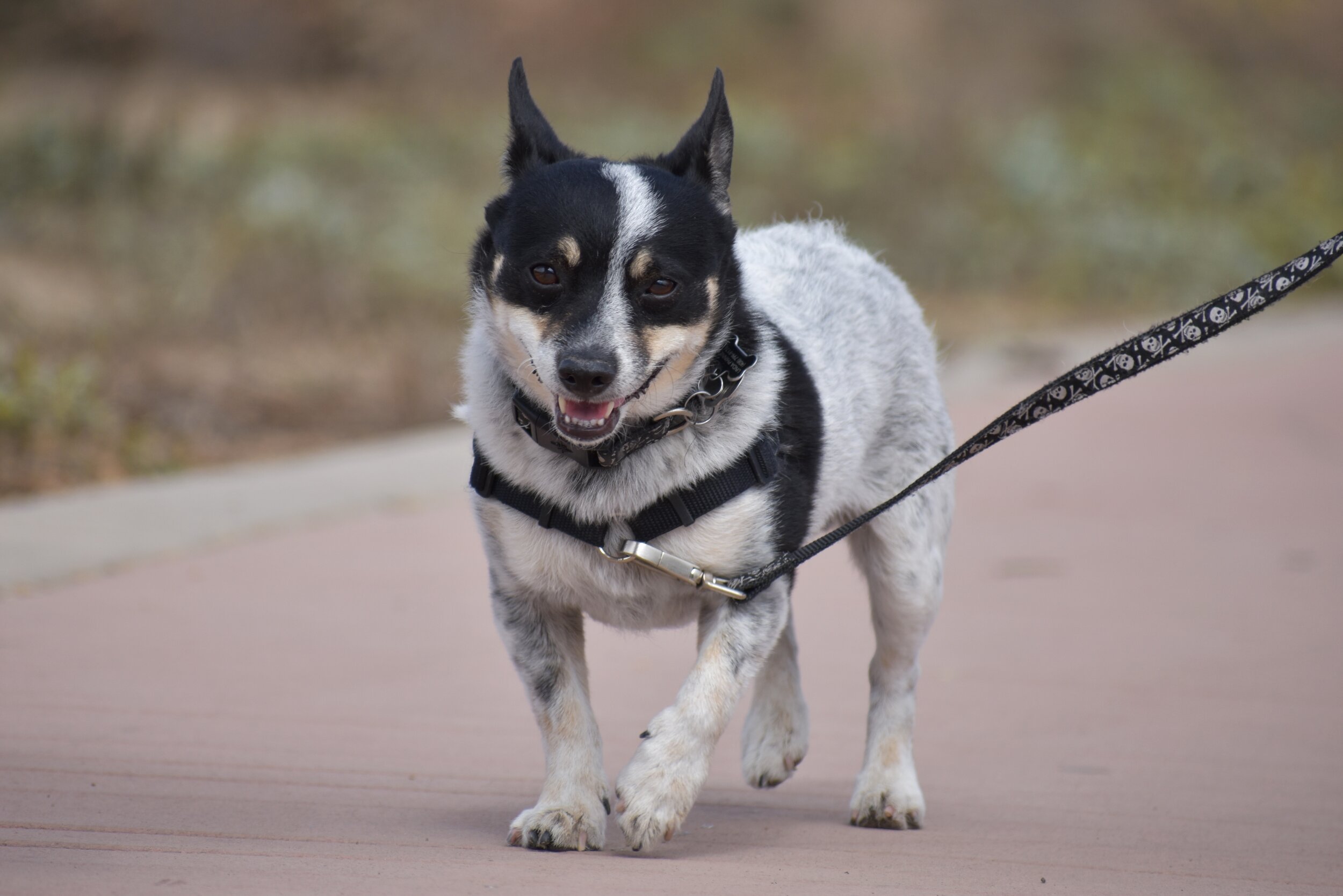 This cutie is rocking a SENSE-ation harness.