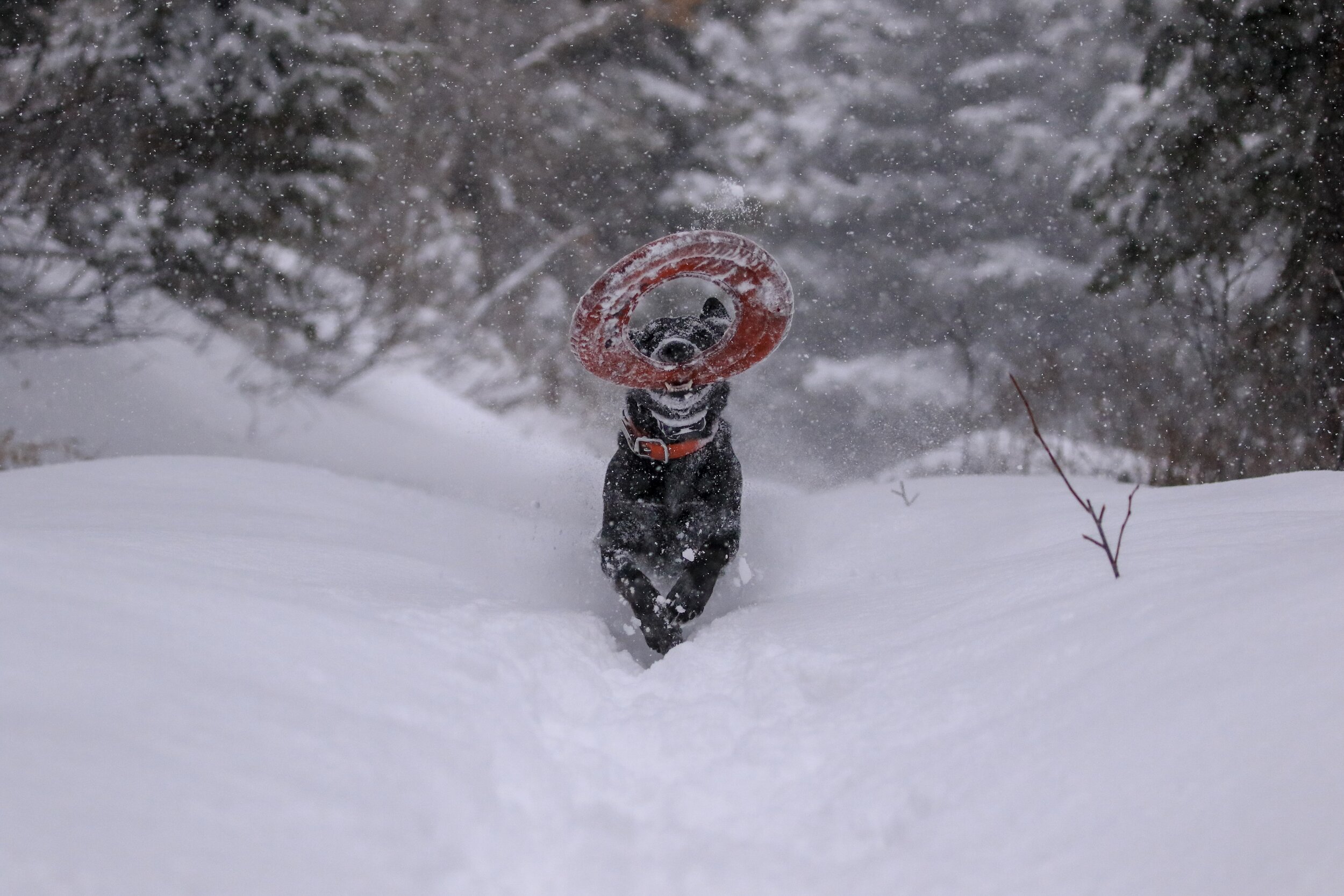 When the weather stinks, a fun game at home could be a better option than a walk.