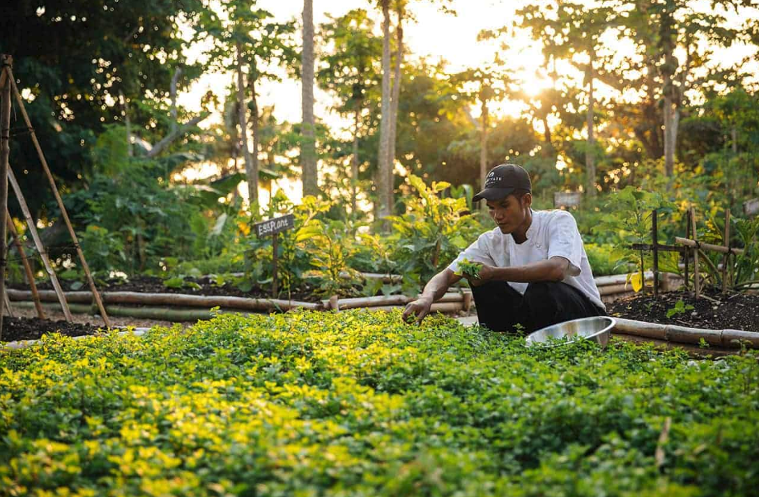 Locally sourced organic ingredients - Nihi Sumba Dining