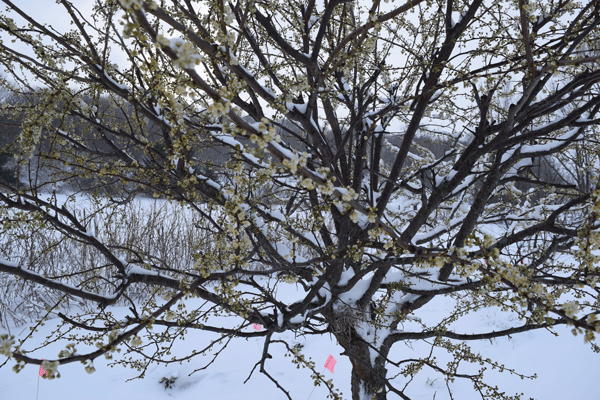 springsnow-w.gif