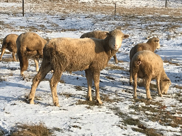 wintersheep-w.gif