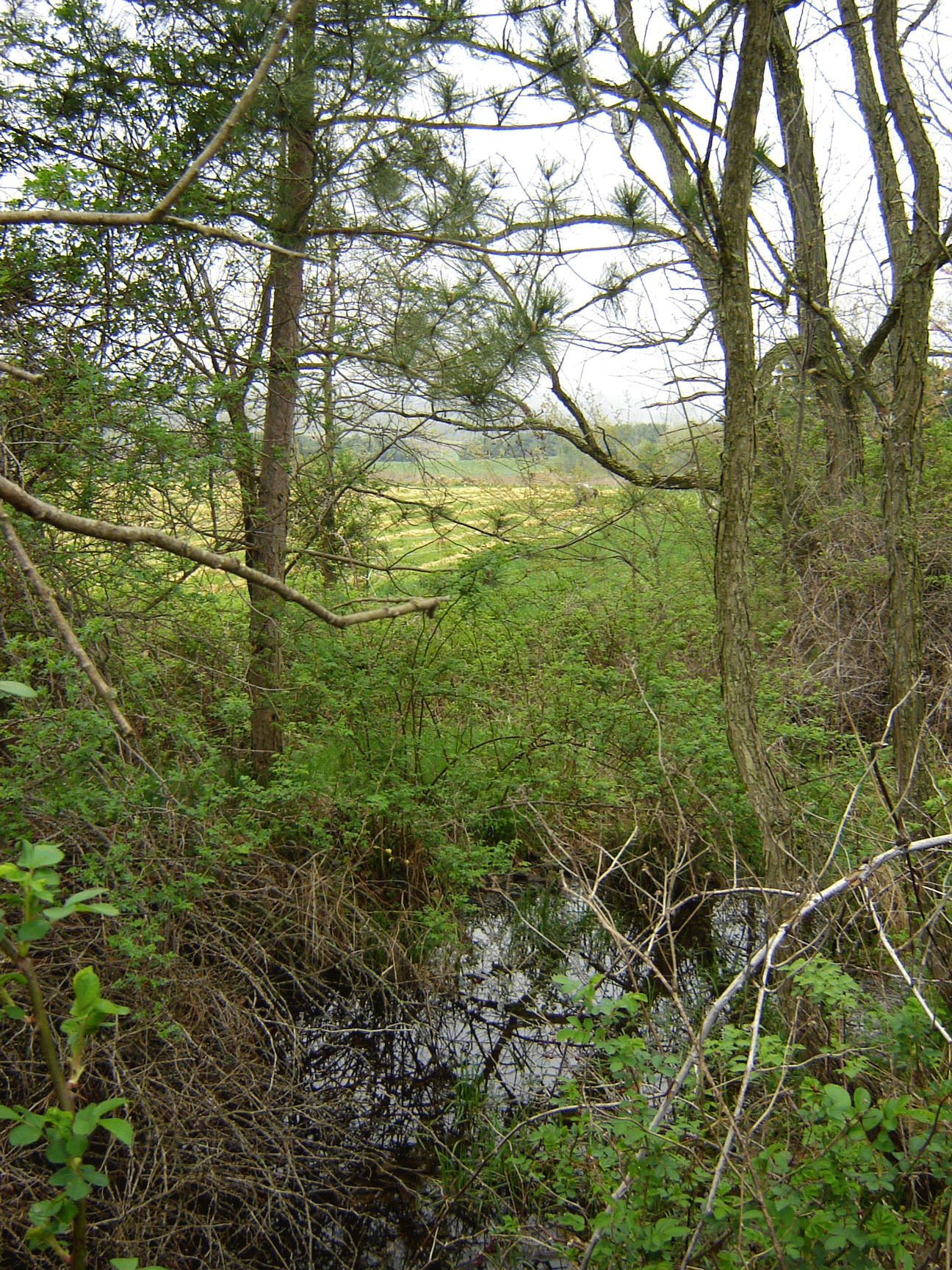 artesian-spring-full.gif