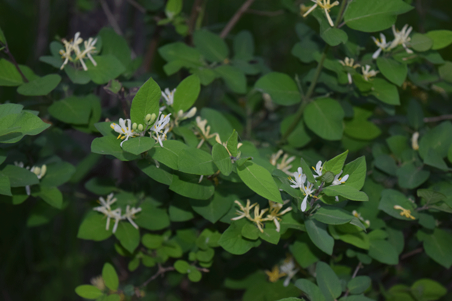 Honeysuckle.gif