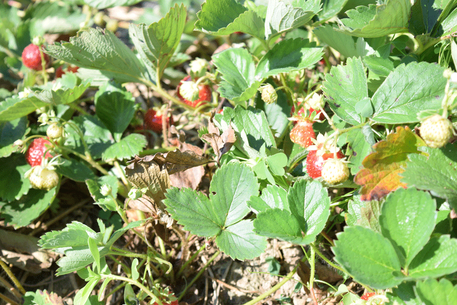 strawbery-palnt-with-fruit.gif