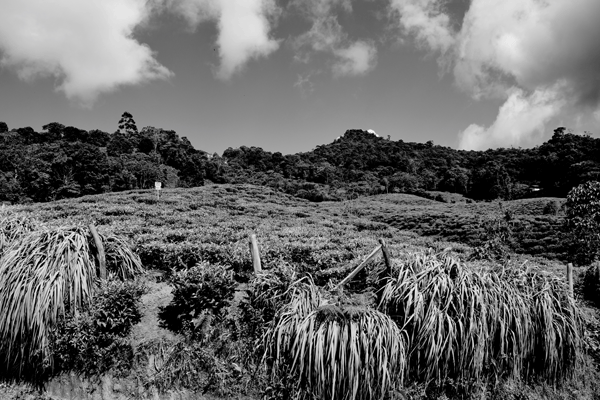 lemongrass-in-tea-plantation.gif