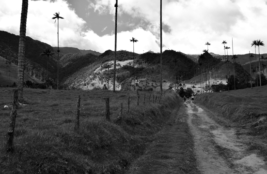palmas-de-cera-colombia-.gif