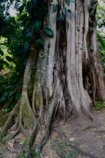 tree-botaical-garden-colombia.gif