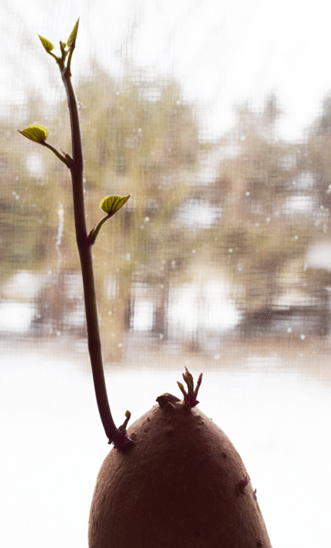 sweetpotatoonwindow.gif