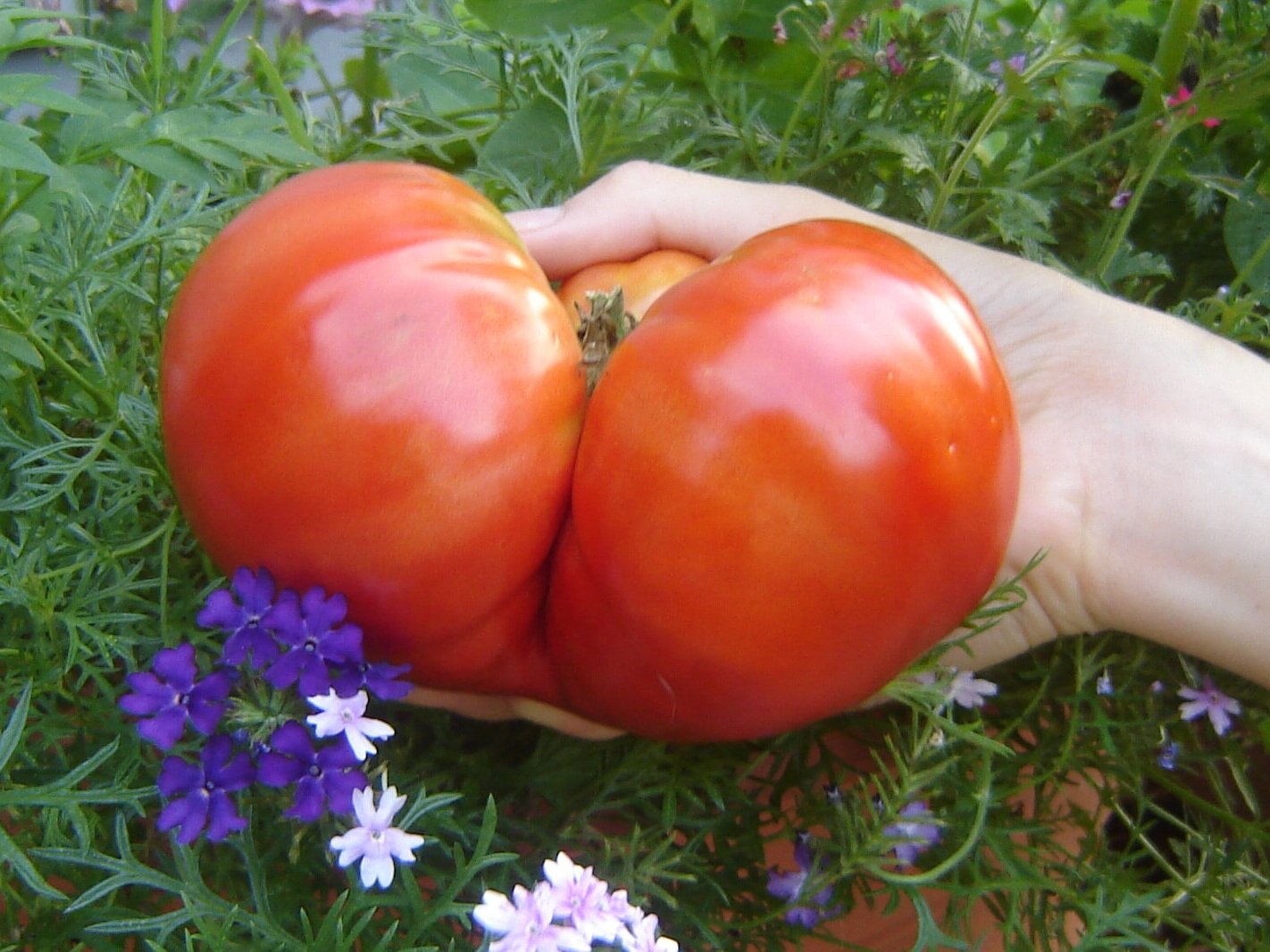 tomatohand2.jpg