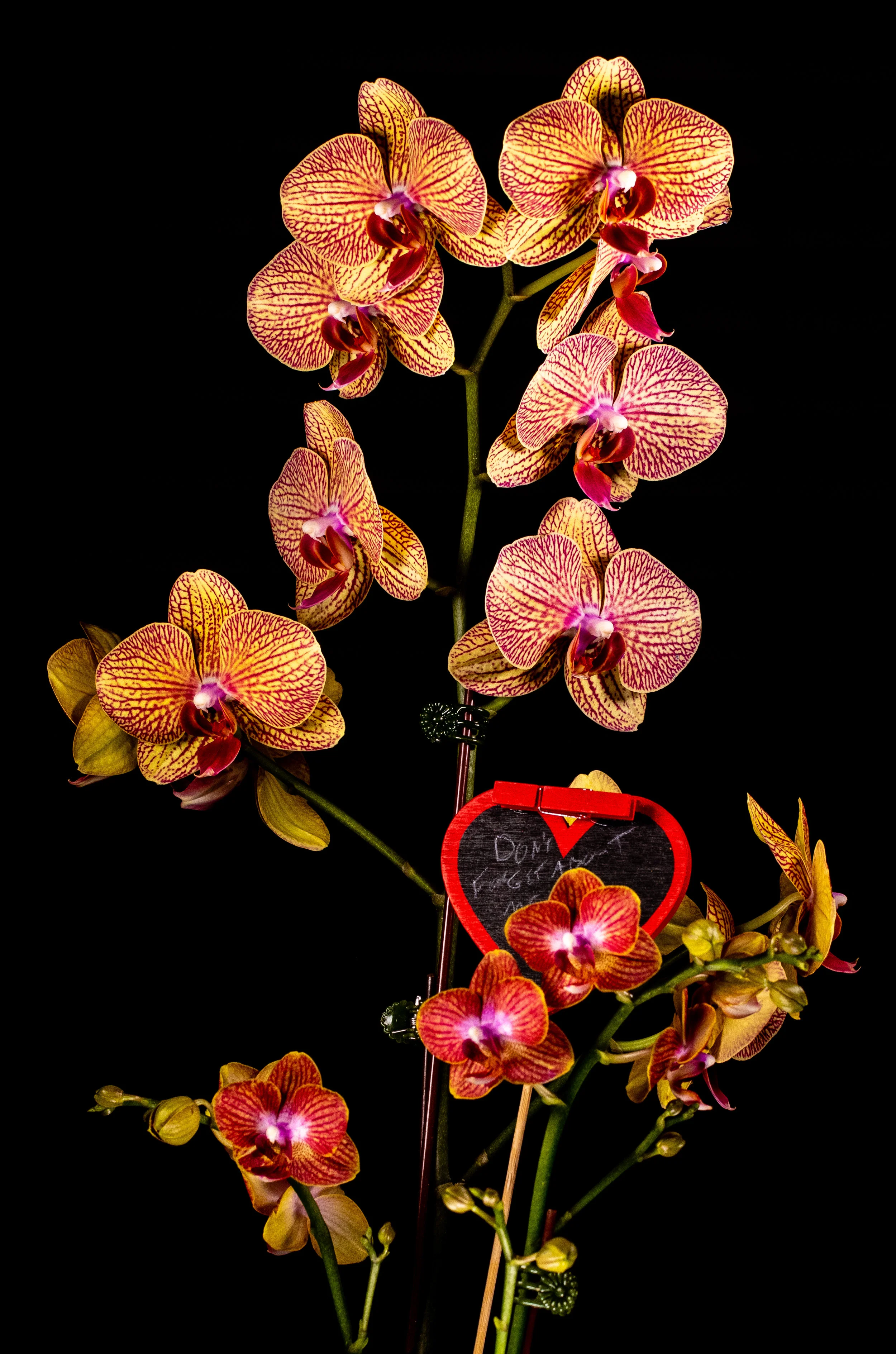 February 19: "More Orchids"