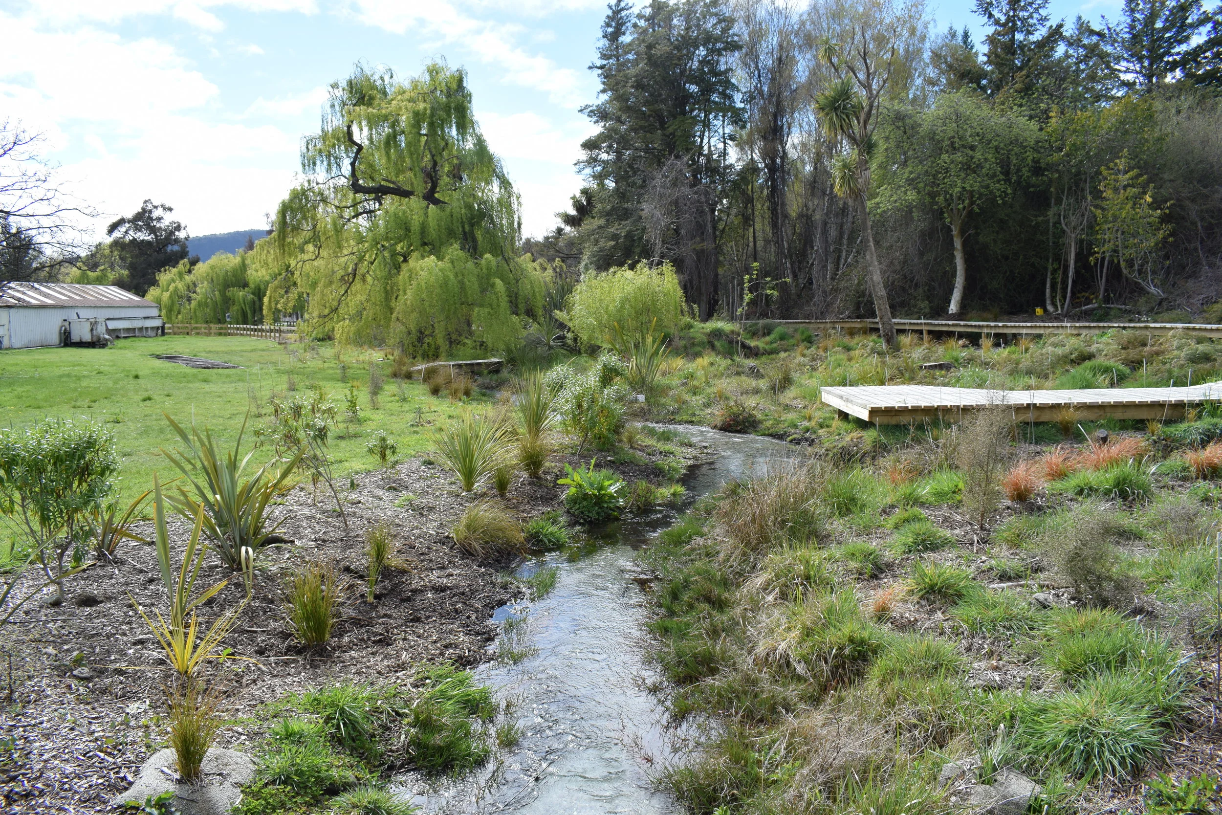 Creekside plantings.