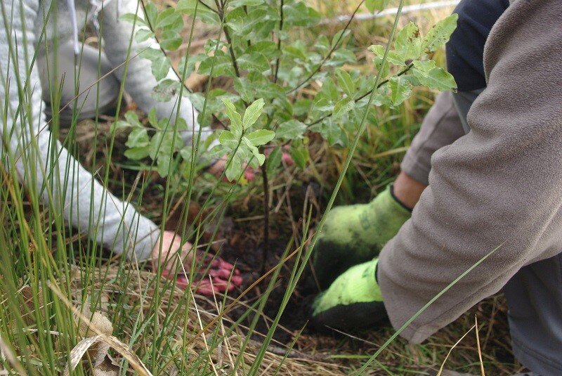 Tree planting 2.jpg