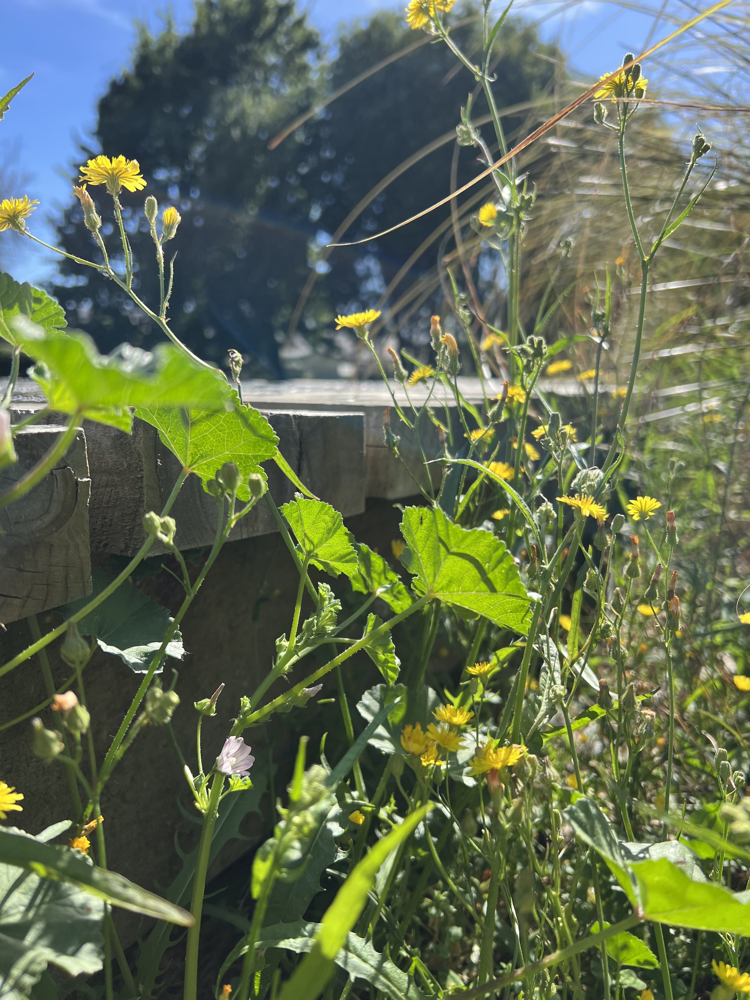 Friendly weeds- weeds as herbs