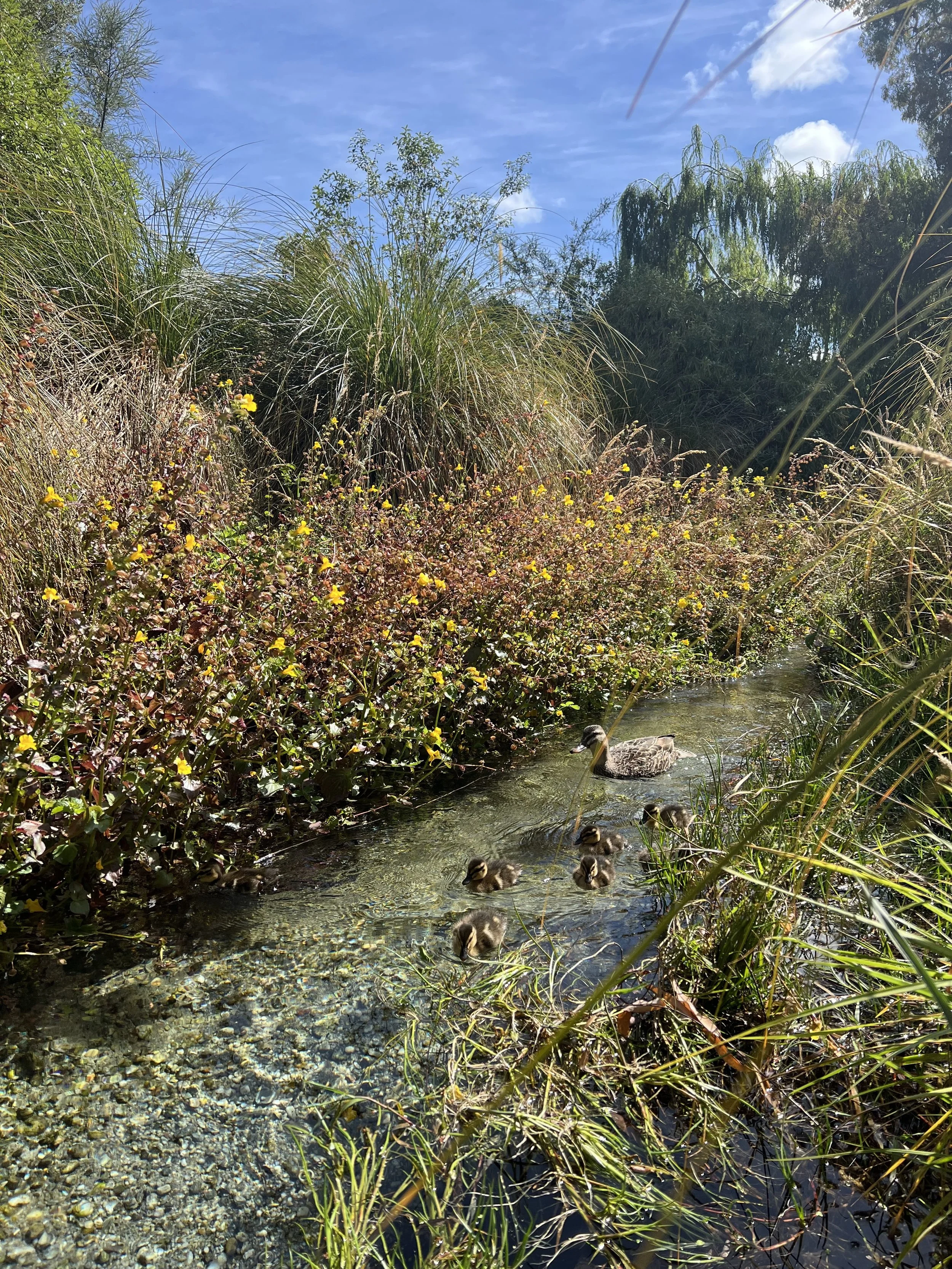 ducks in the creek.jpg