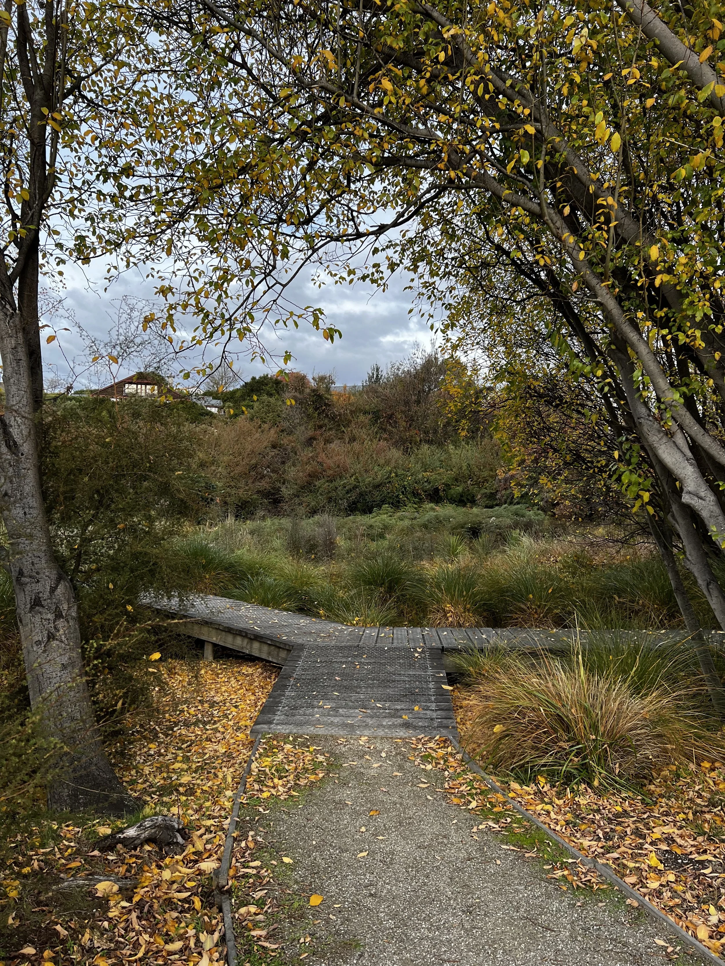 golden forked boardwalk.jpg