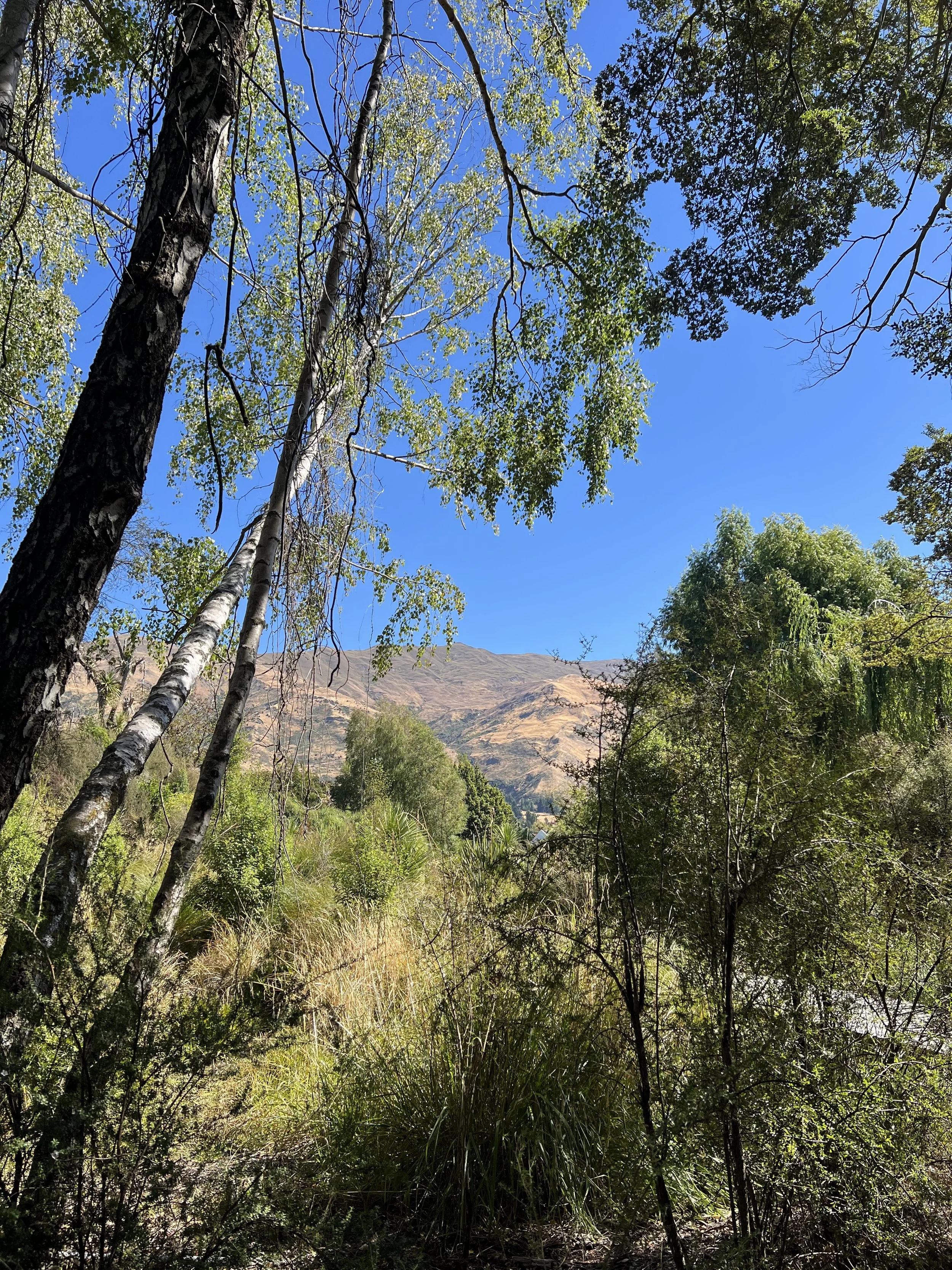 through the trees to the mountains.jpg