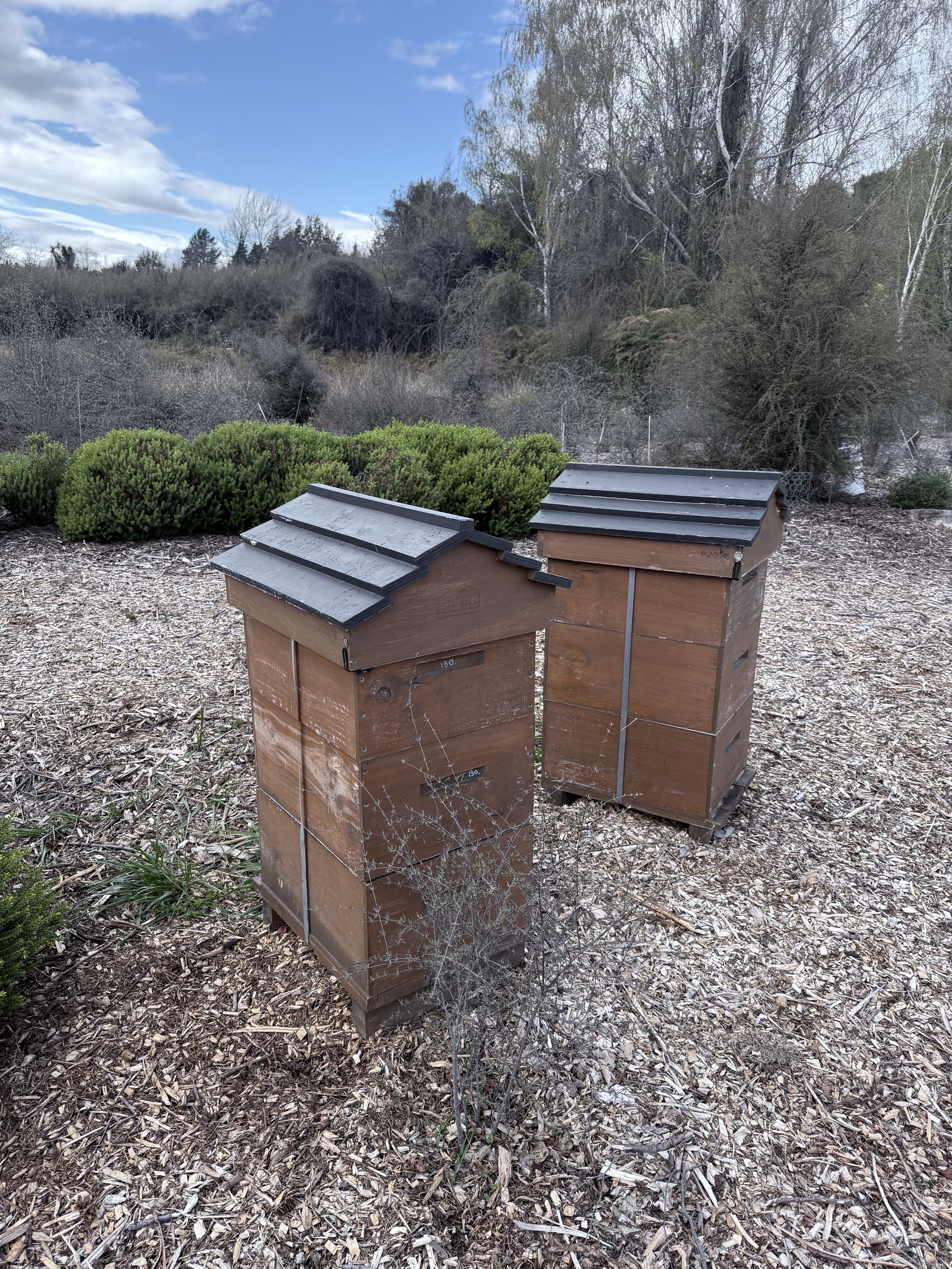 Tiaki Bees: Winter Silence, Summer Buzz at Bullock Creek