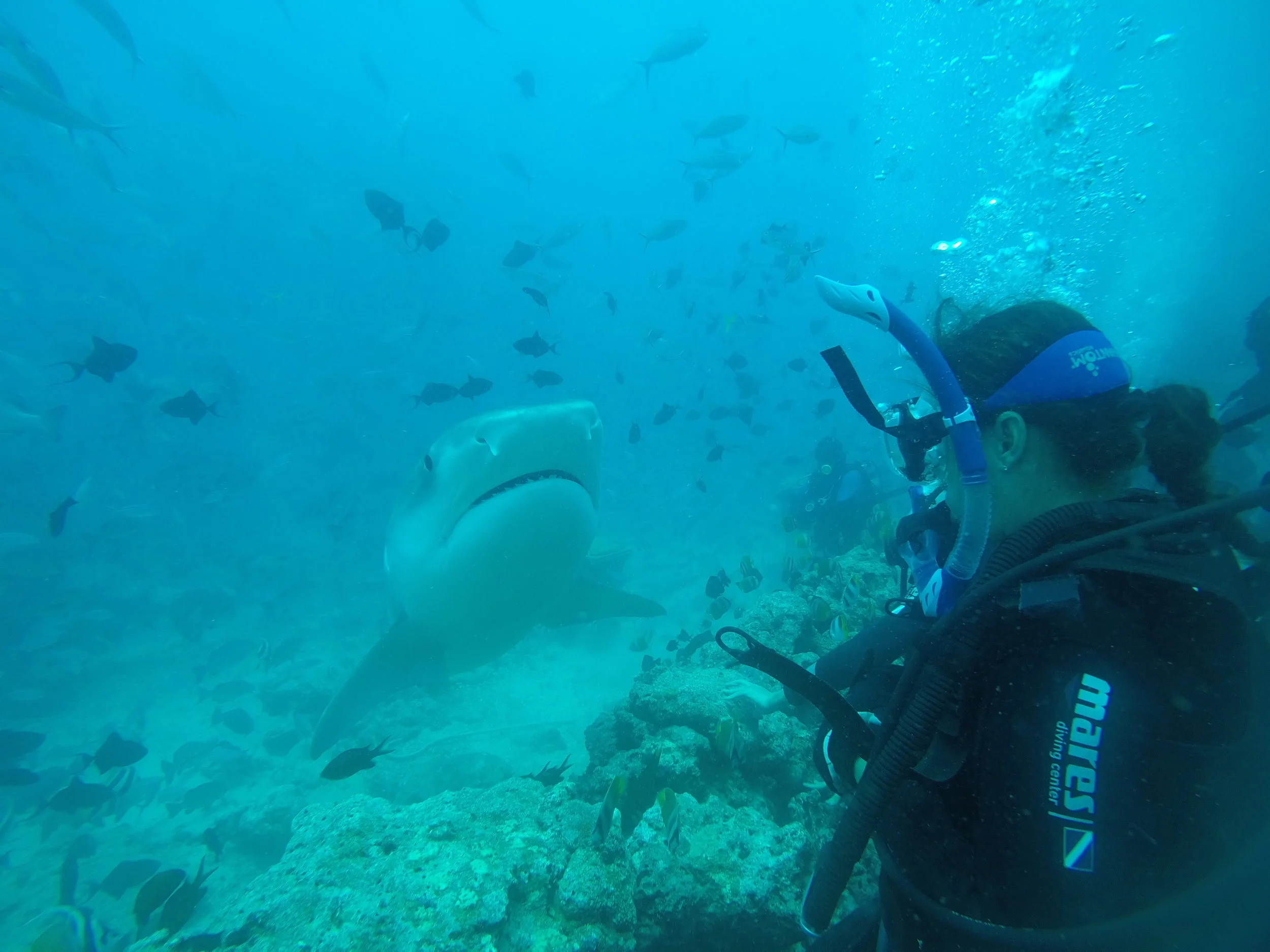 0504 shark.JPG