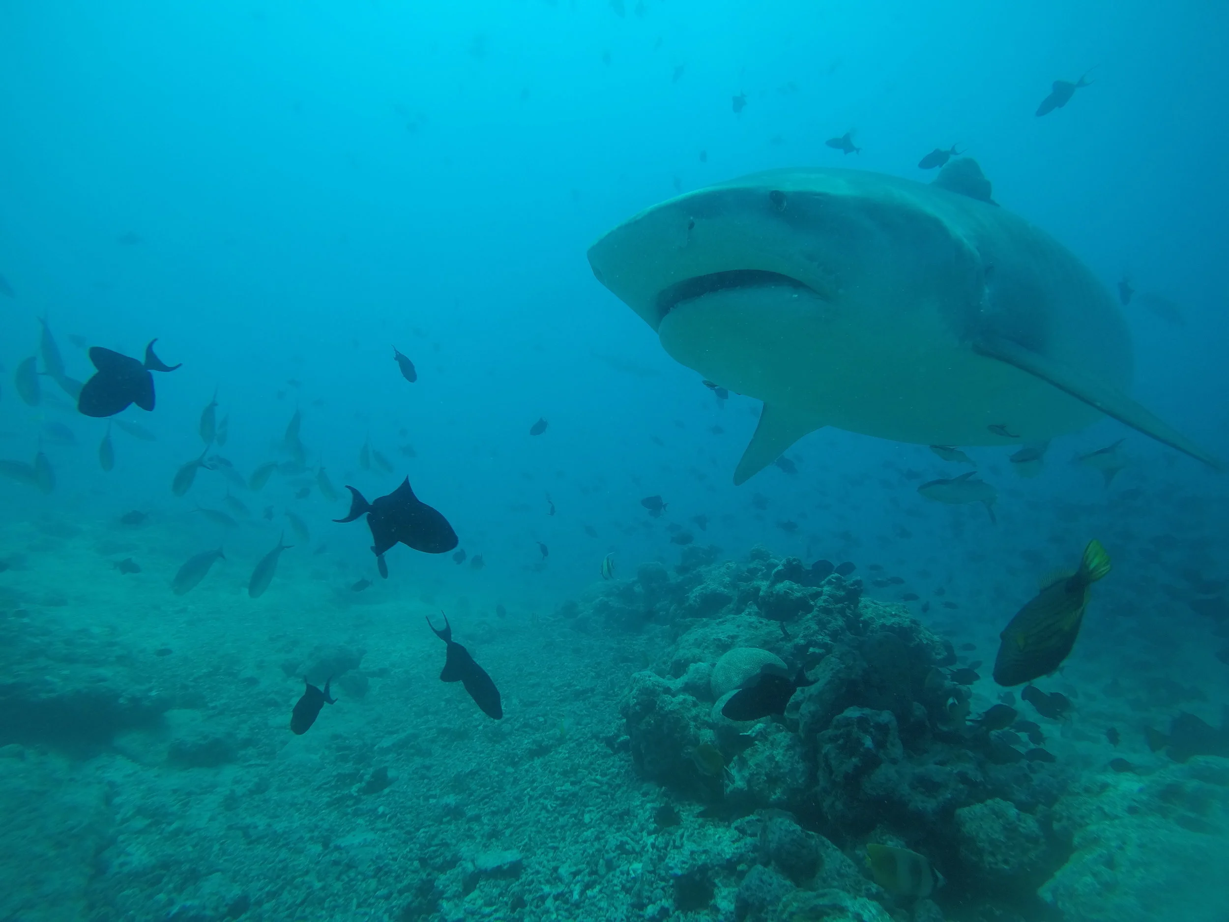 0504 shark 2.JPG