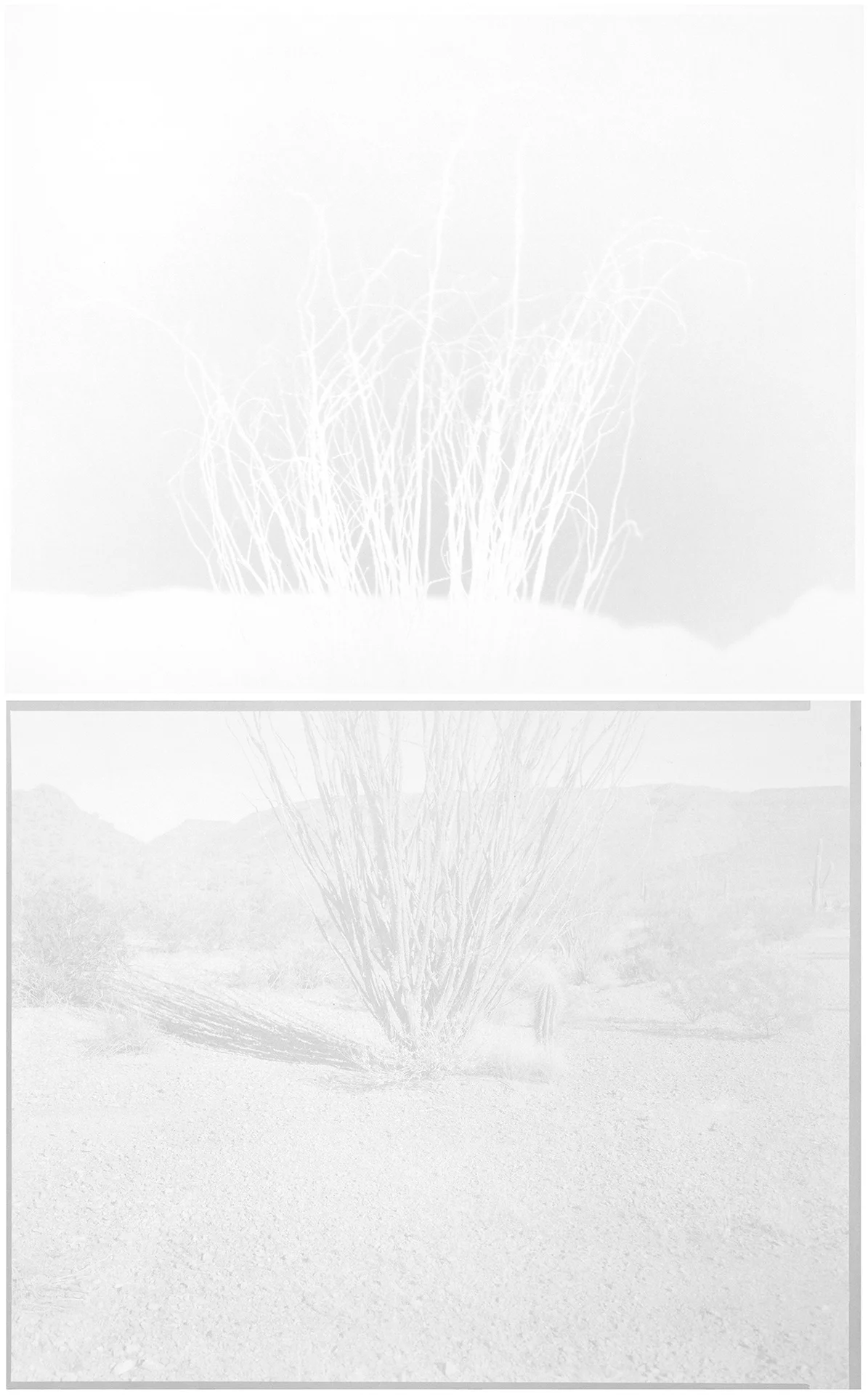 ocotillo (arizona upland) 2013