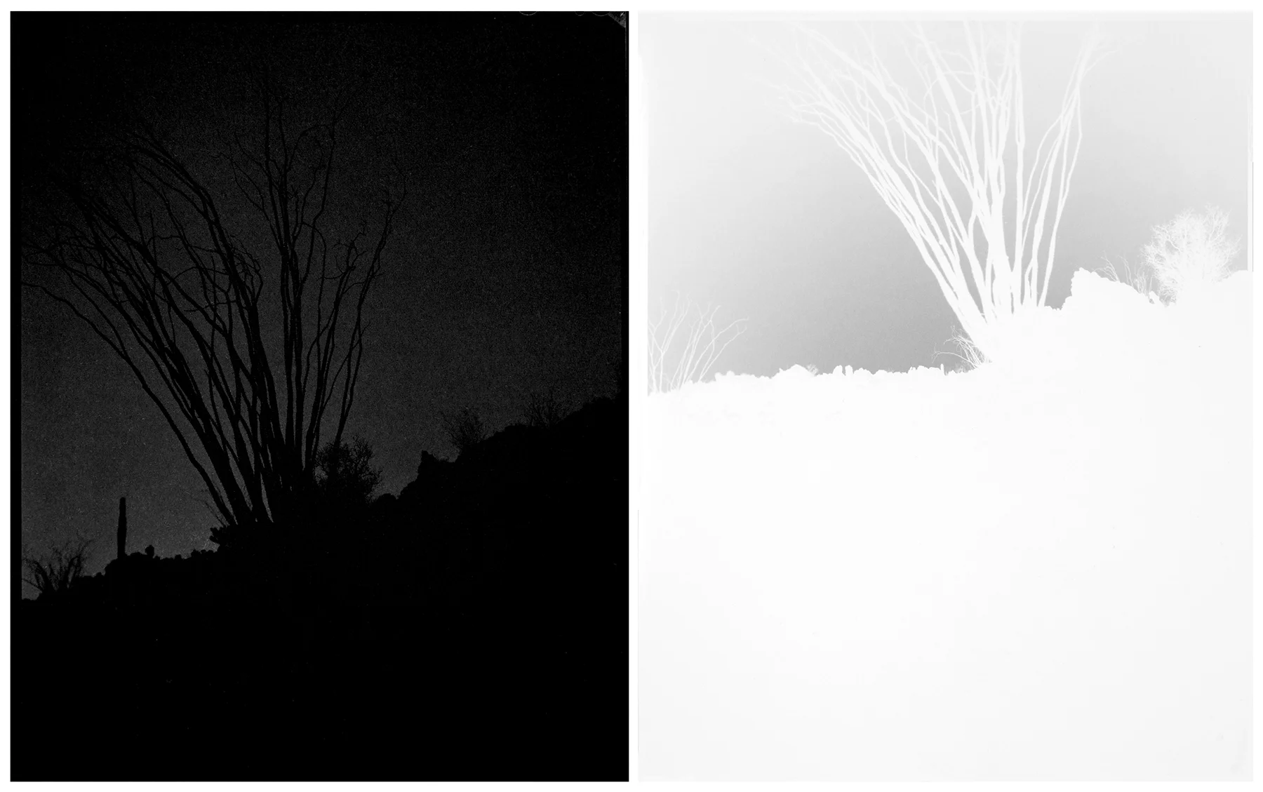 ocotillo, ocotillo (no. 36) 2015