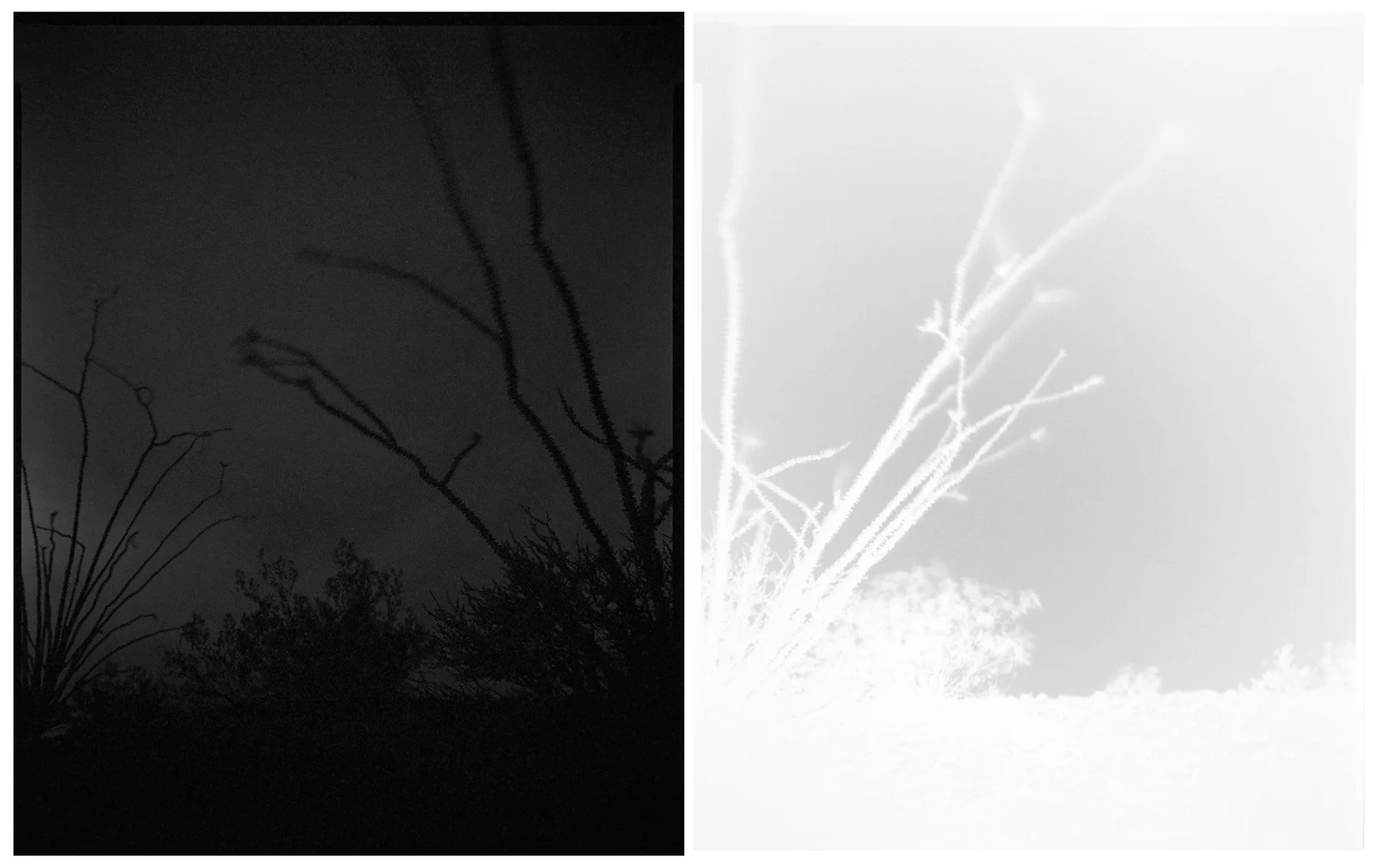 ocotillo, ocotillo (no. 51) 2017