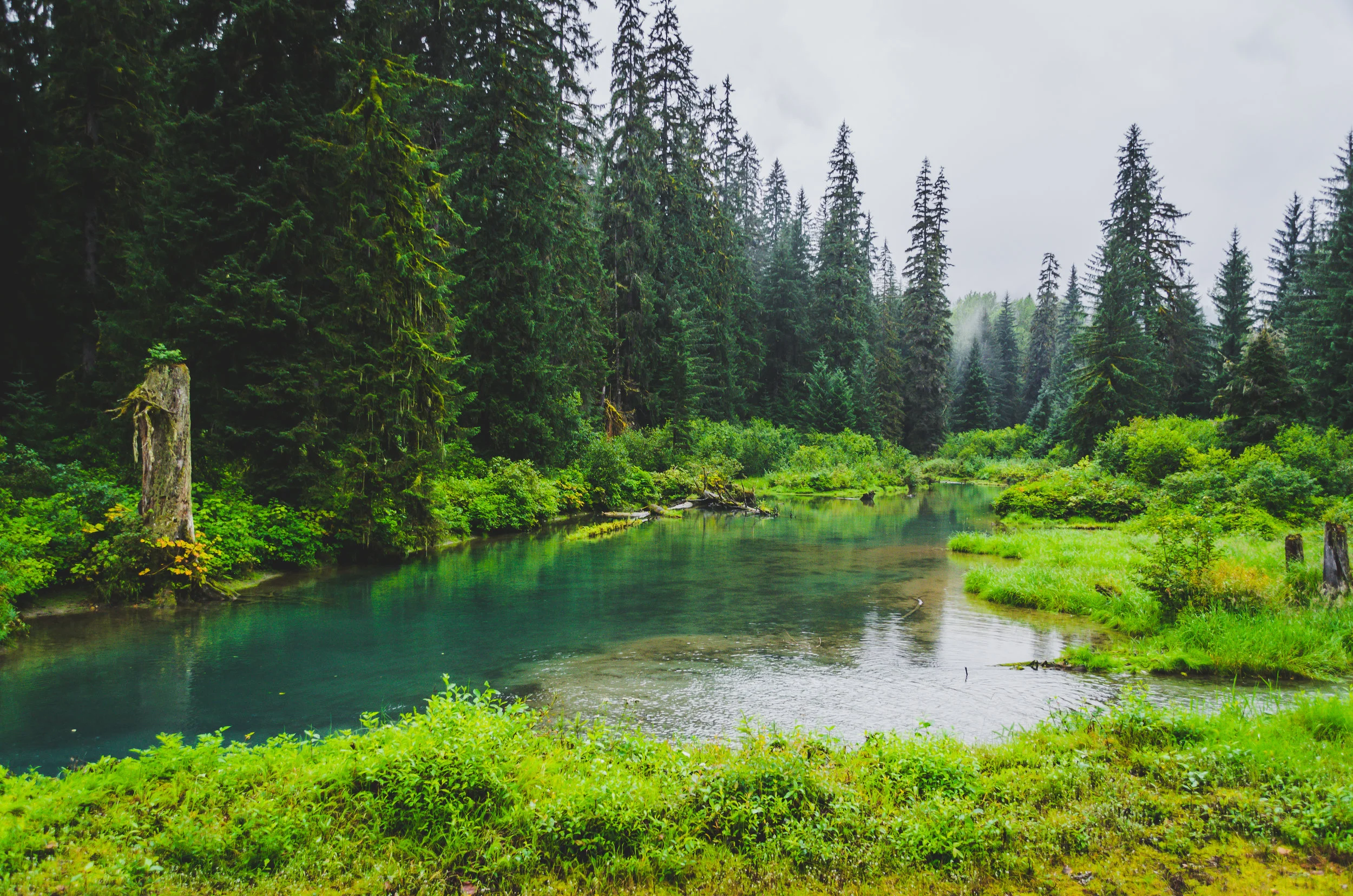 Tongass National Forest.JPG