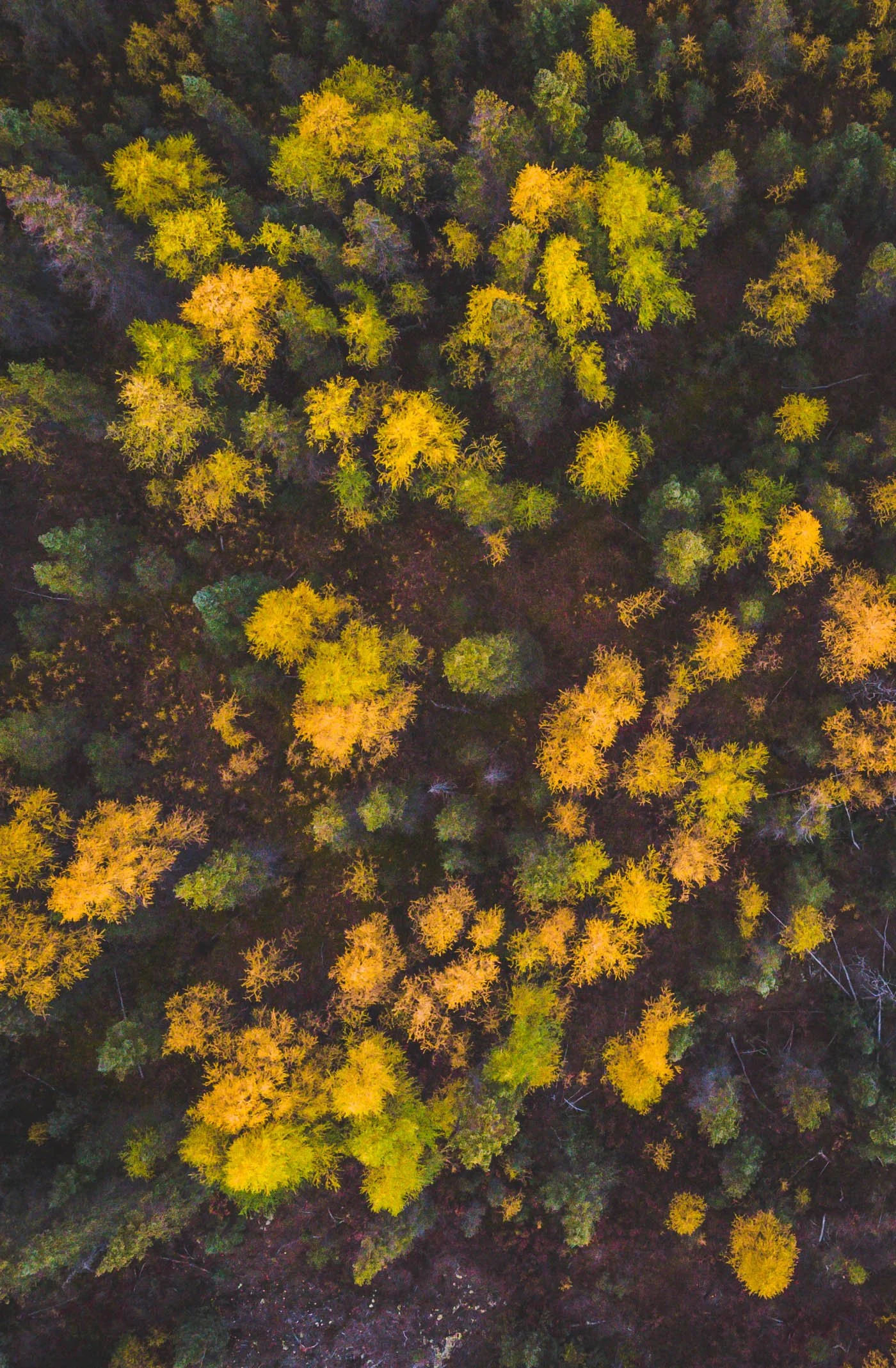 DJI_0554.jpg