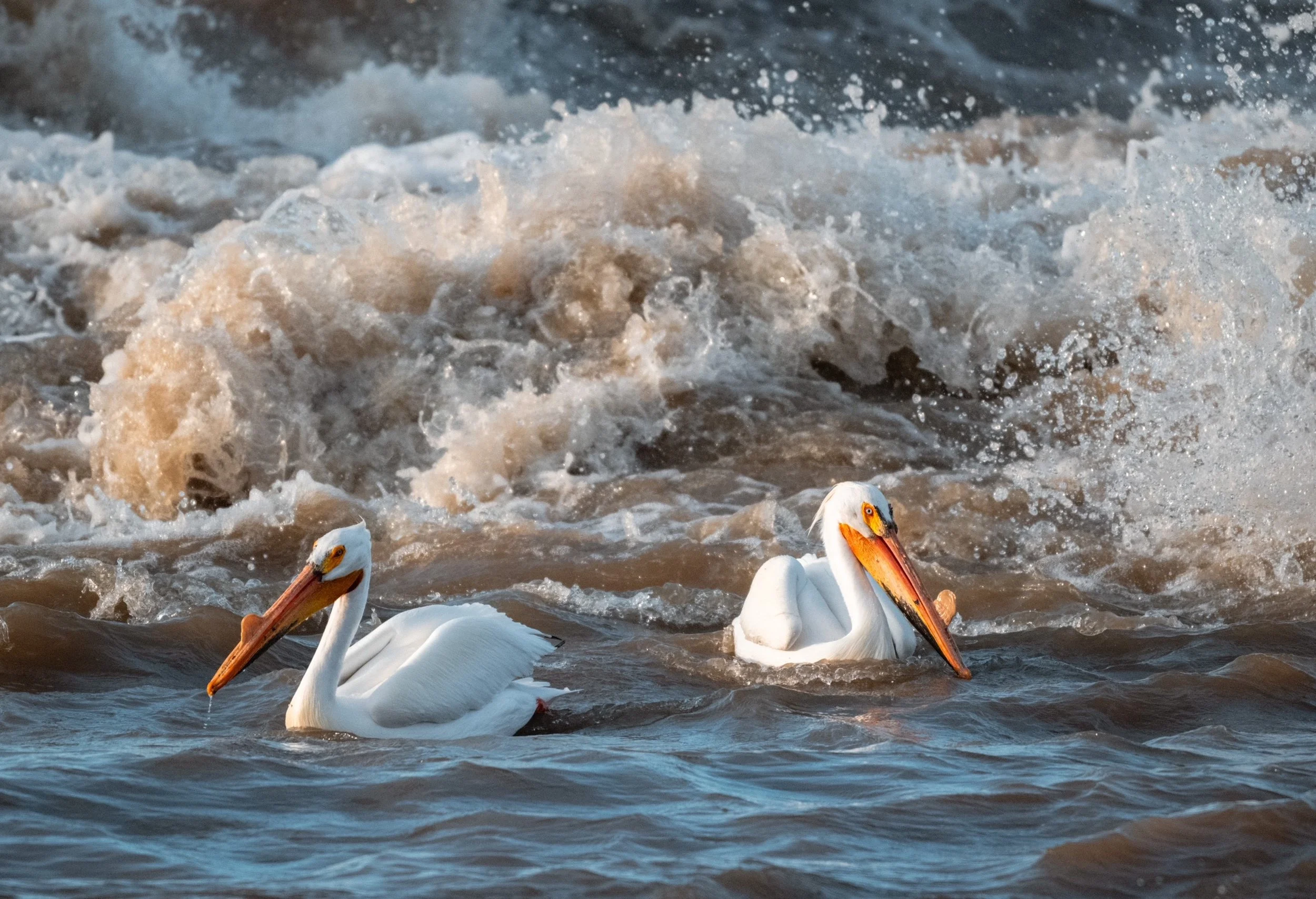 pelicans.jpg