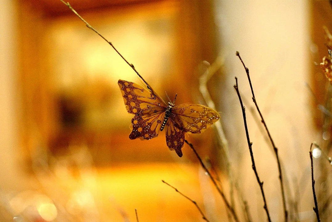 Your time as caterpillar has expired: your wings are ready