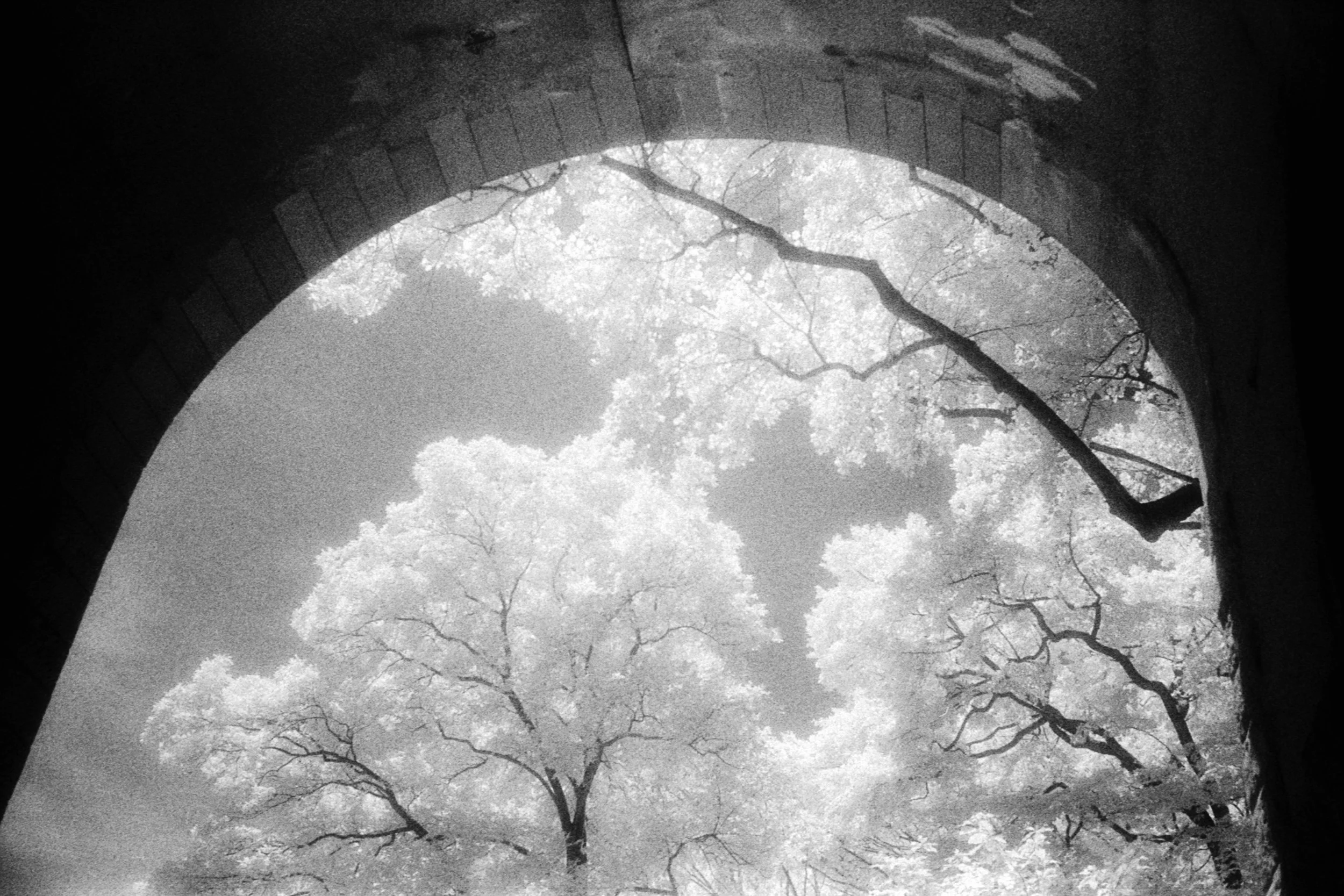 Forbidden Light #65 by Dale McCarthy