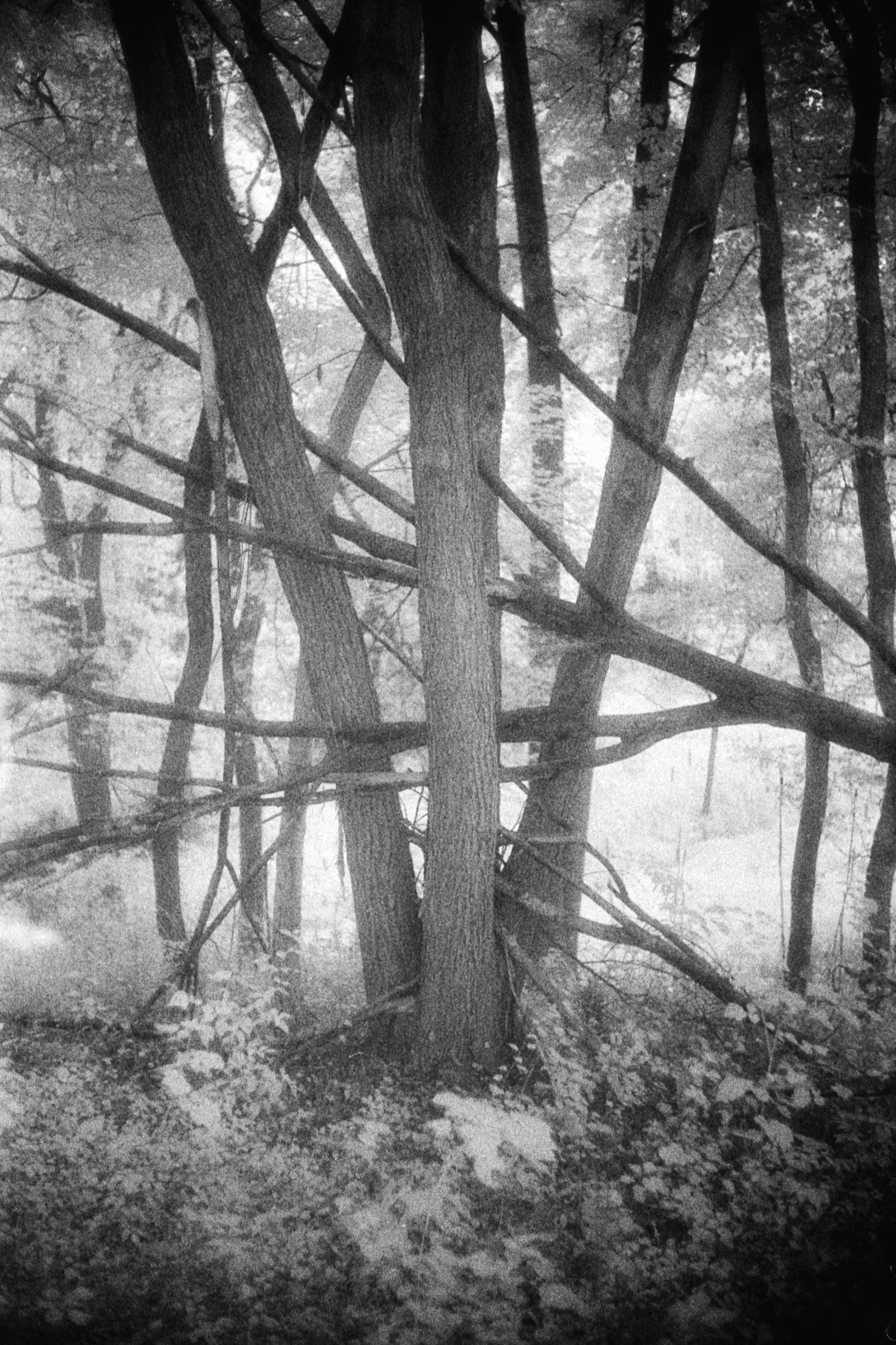 Forbidden Light #37 by Dale McCarthy