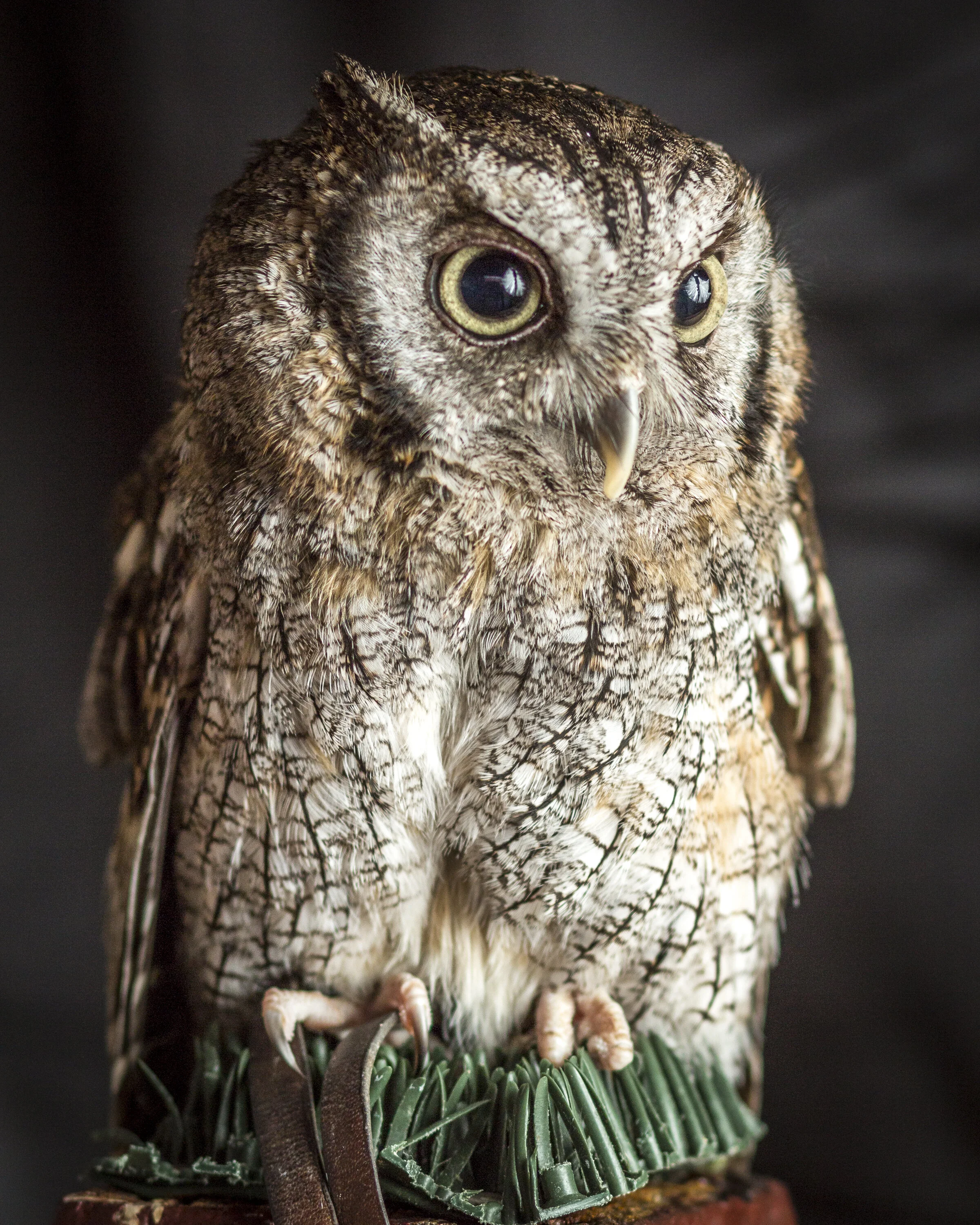 Ollie the Little Owl 2 by Christopher Brown